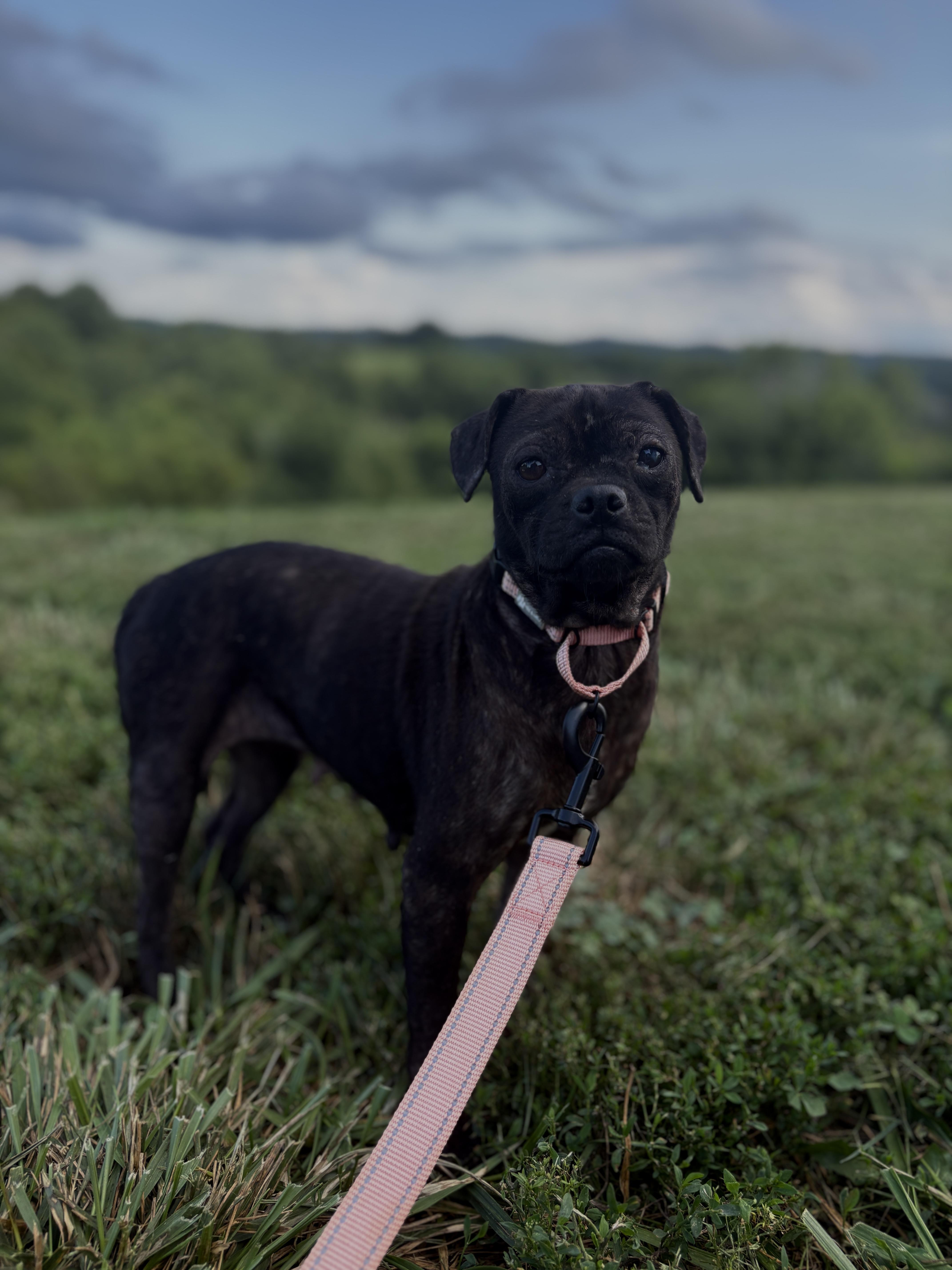 Millie photo