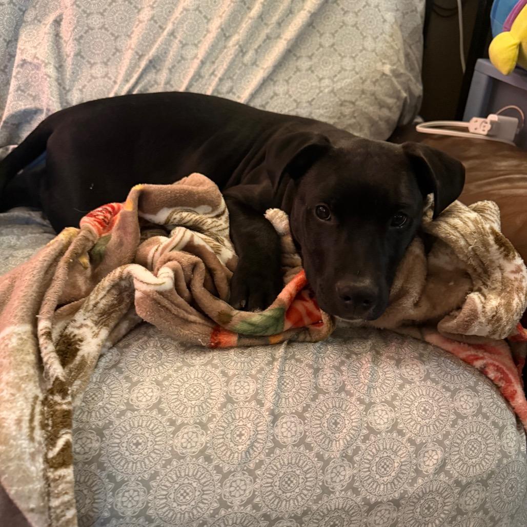 Piglet, Adoptable, Puppy Male Australian Shepherd & Mixed Breed.
