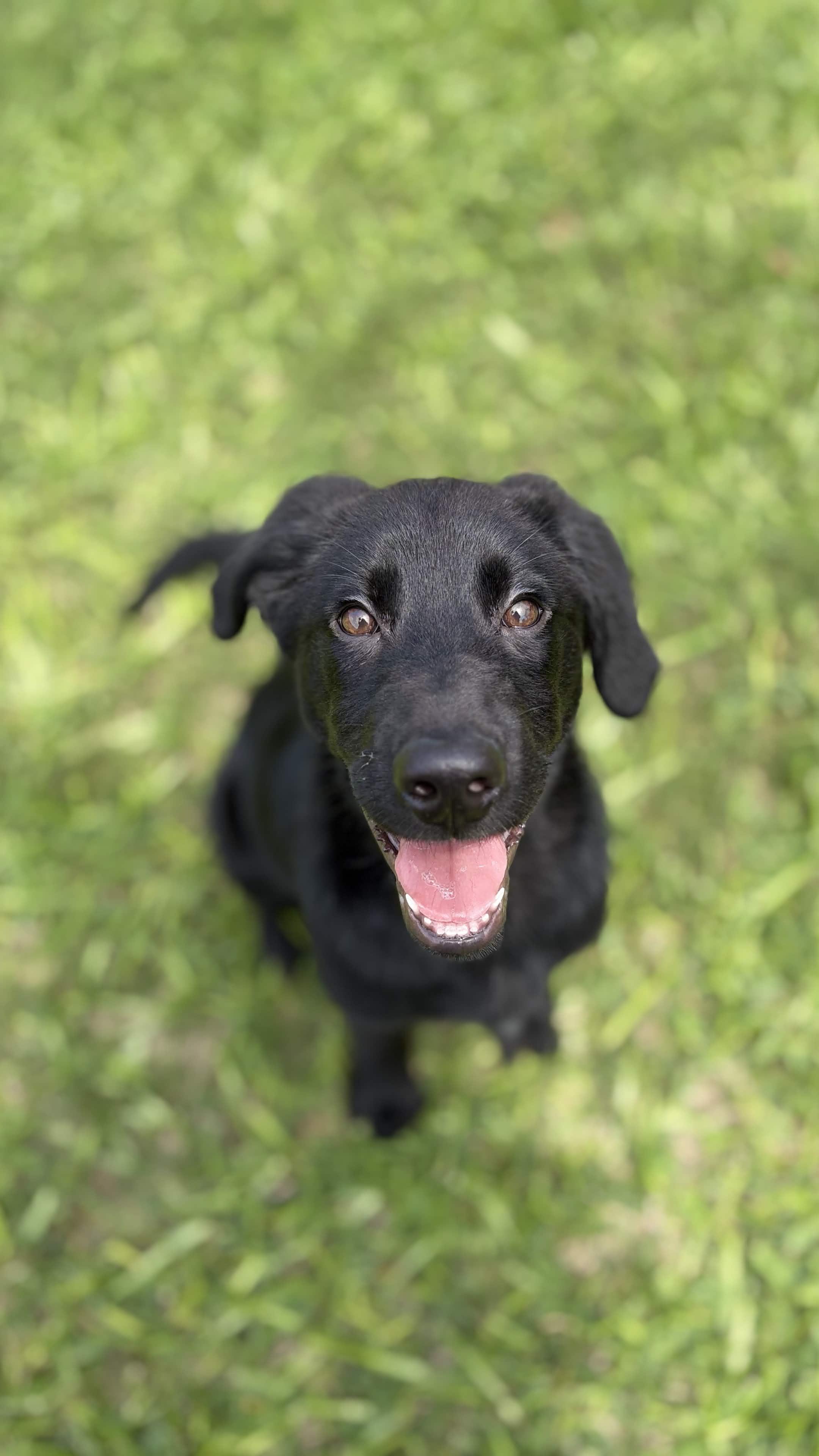 Wednesday, ADOPTABLE, Young Female Black Labrador Retriever & Golden Retriever.