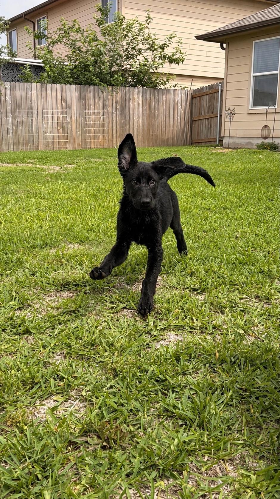 Wednesday, a ADOPTABLE mixed breed in Austin, TX image 2/5