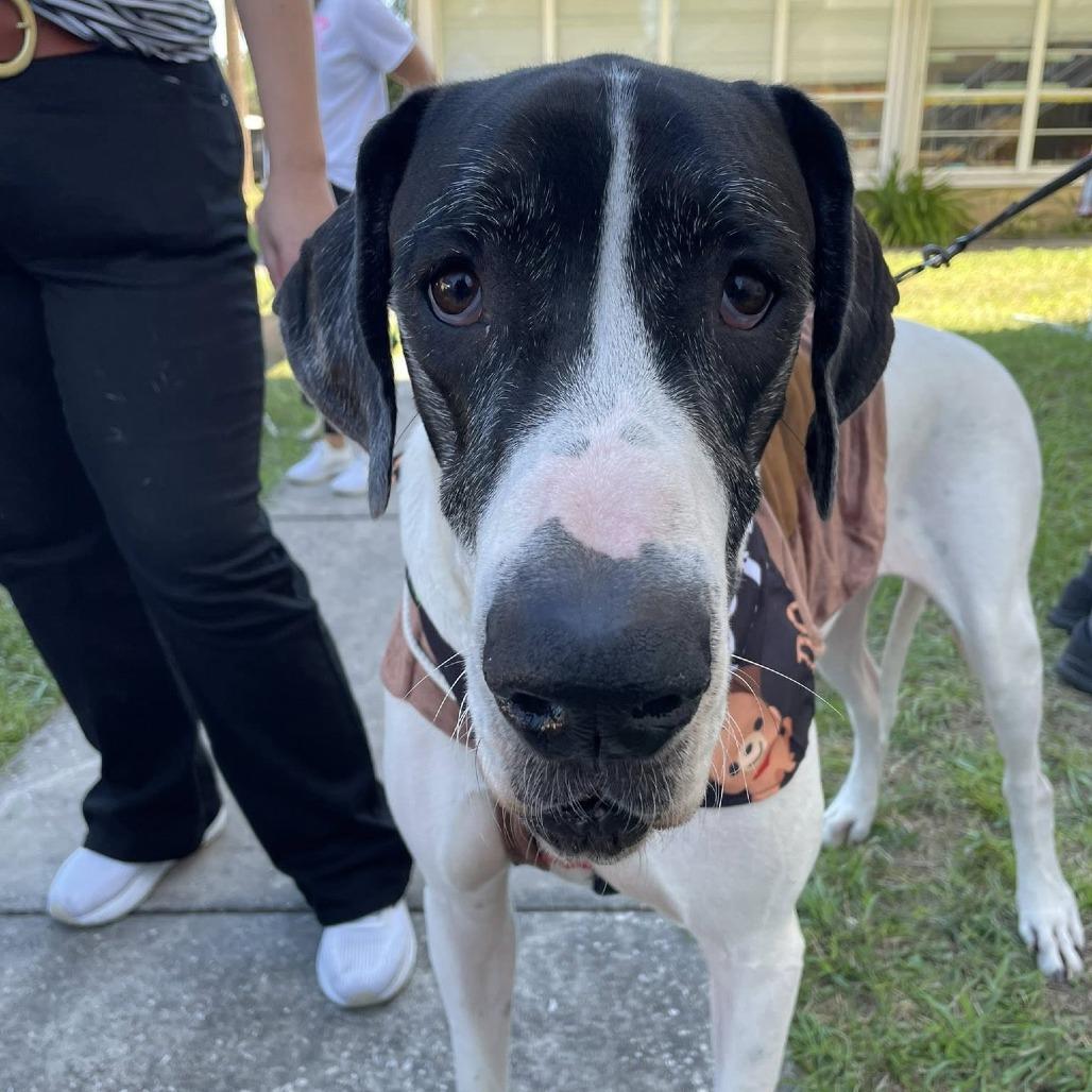 Carver, a Adoptable Great Dane in Sarasota, FL image 1/6
