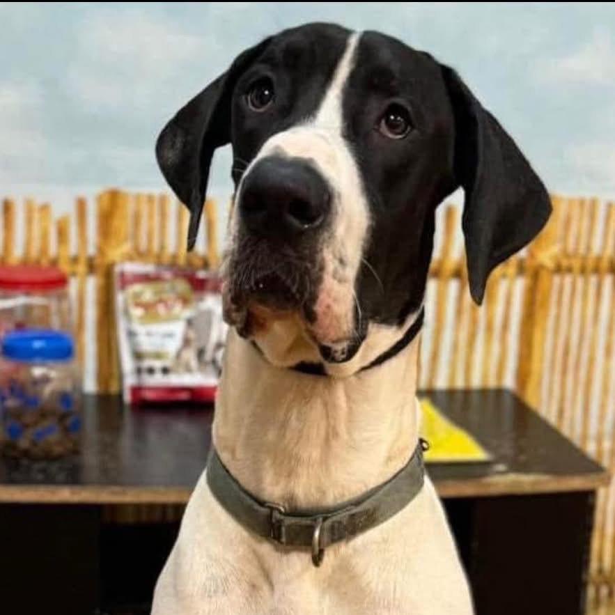 Carver, a Adoptable Great Dane in Sarasota, FL image 2/6