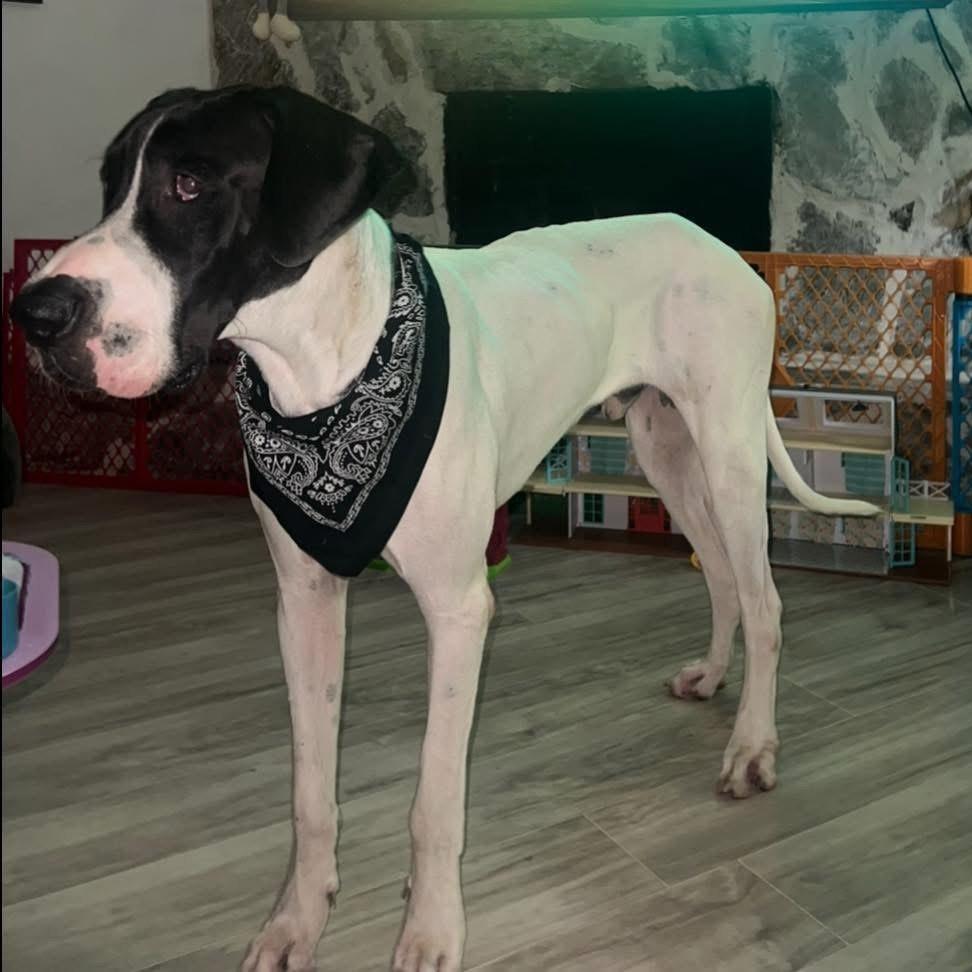 Carver, a Adoptable Great Dane in Sarasota, FL image 3/6