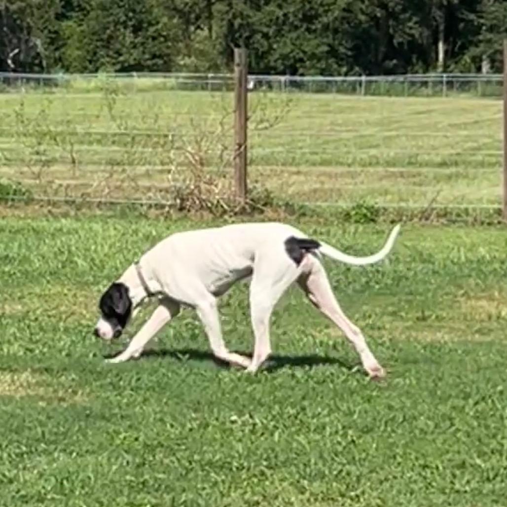 Carver, a Adoptable Great Dane in Sarasota, FL image 4/6