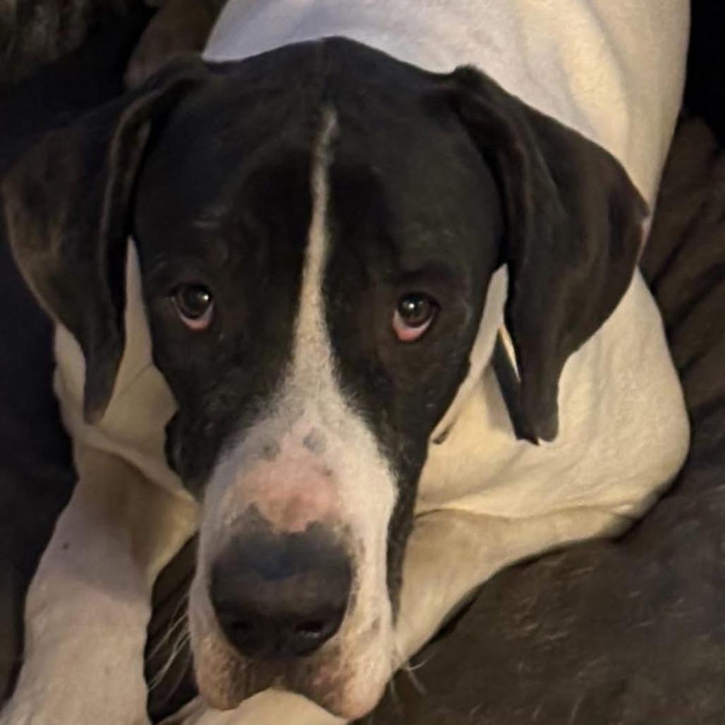 Carver, a Adoptable Great Dane in Sarasota, FL image 5/6