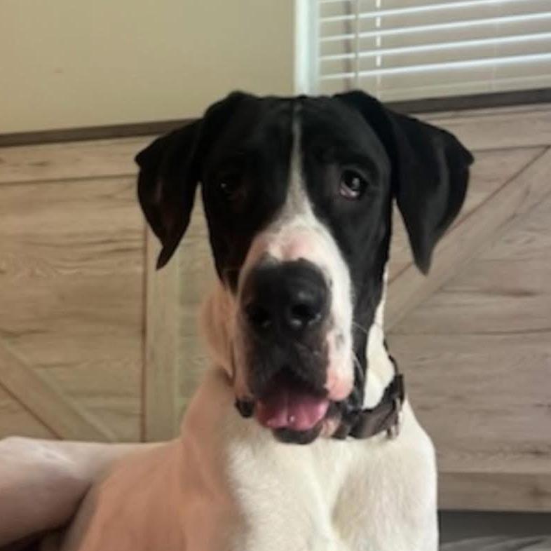 Carver, a Adoptable Great Dane in Sarasota, FL image 6/6