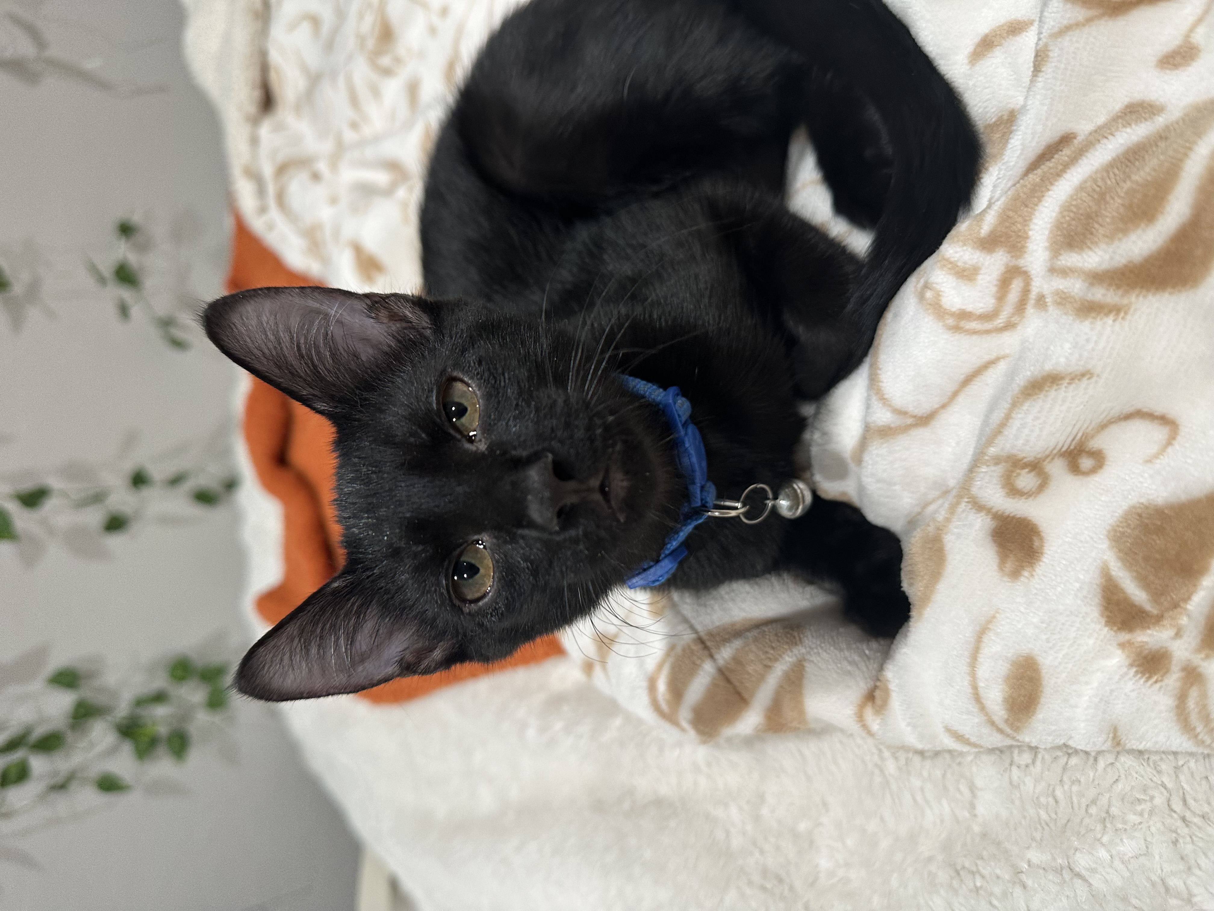 Cat for adoption Woody, an American Shorthair in Visalia, CA Petfinder