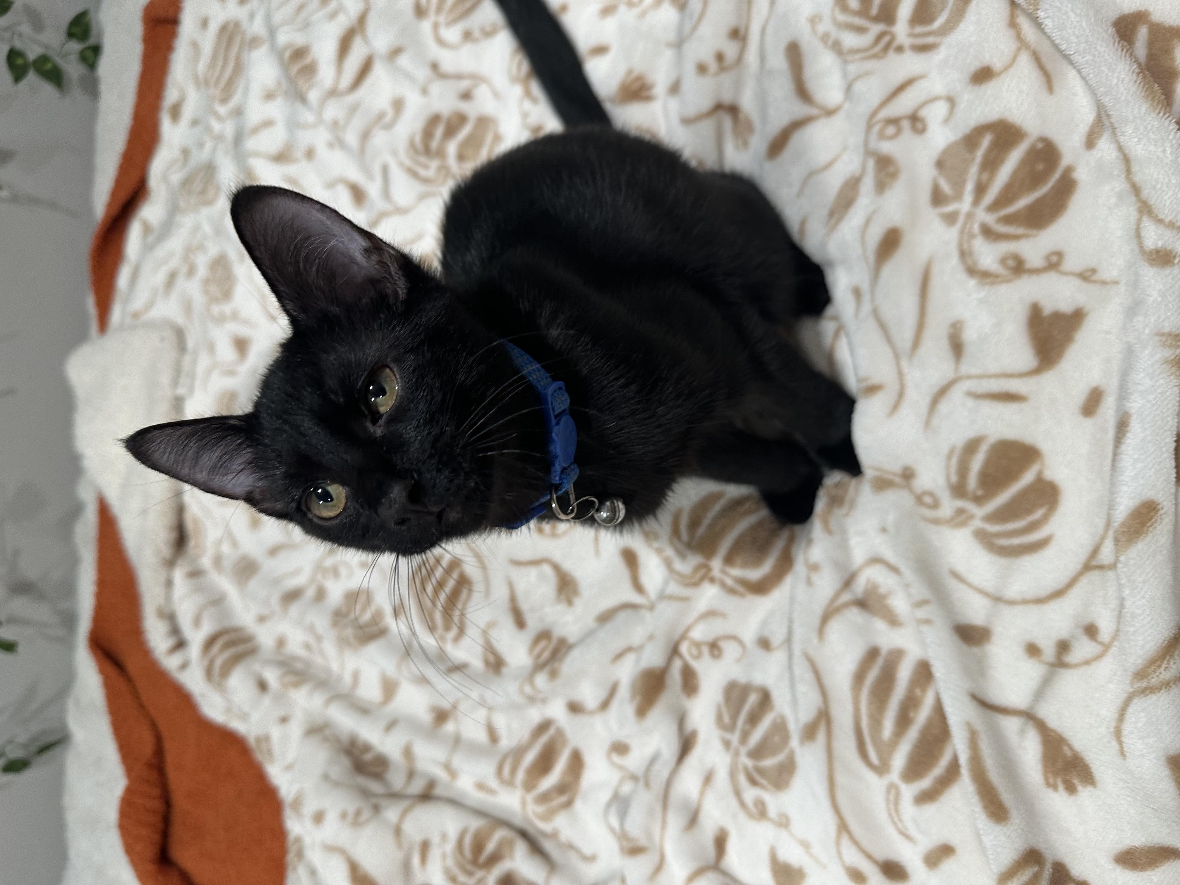 Cat for adoption Woody, an American Shorthair in Visalia, CA Petfinder