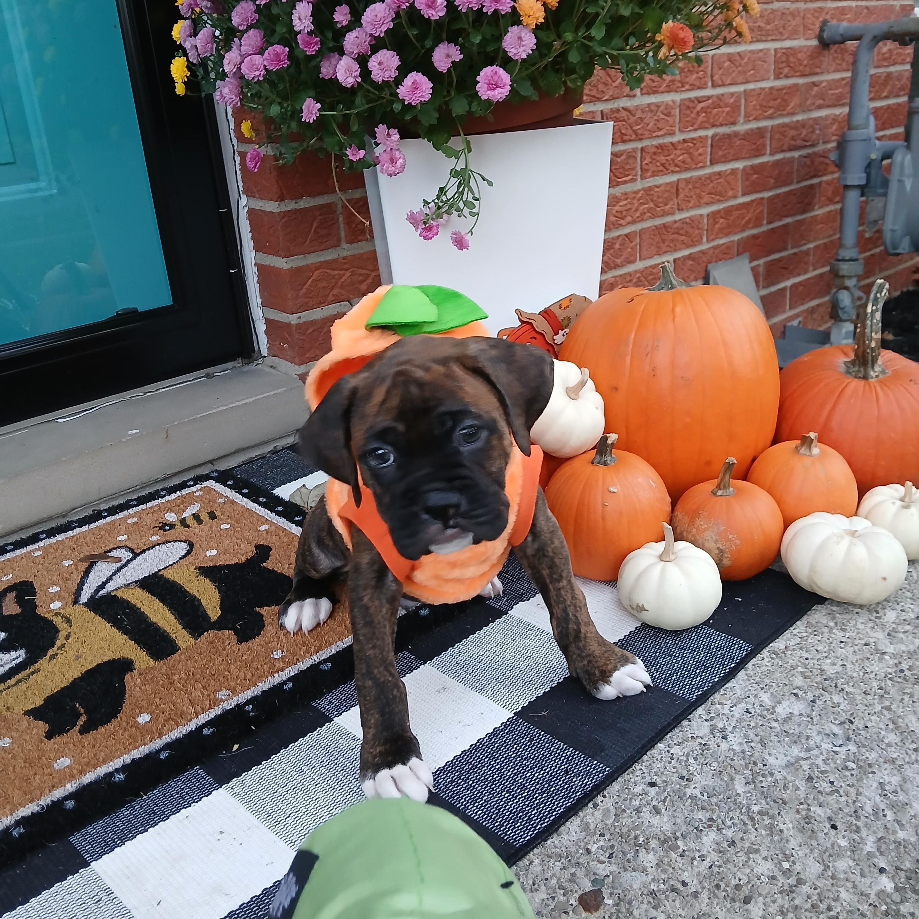 Enlarge Marlin, a Adoptable Boxer in Elyria, OH image 1/4