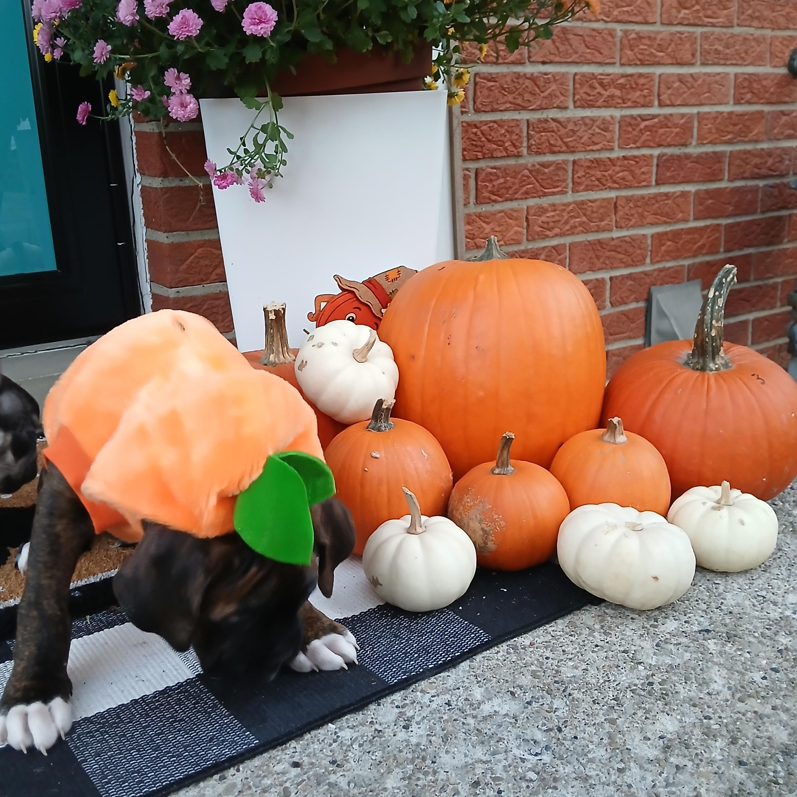 Enlarge Marlin, a Adoptable Boxer in Elyria, OH image 3/4