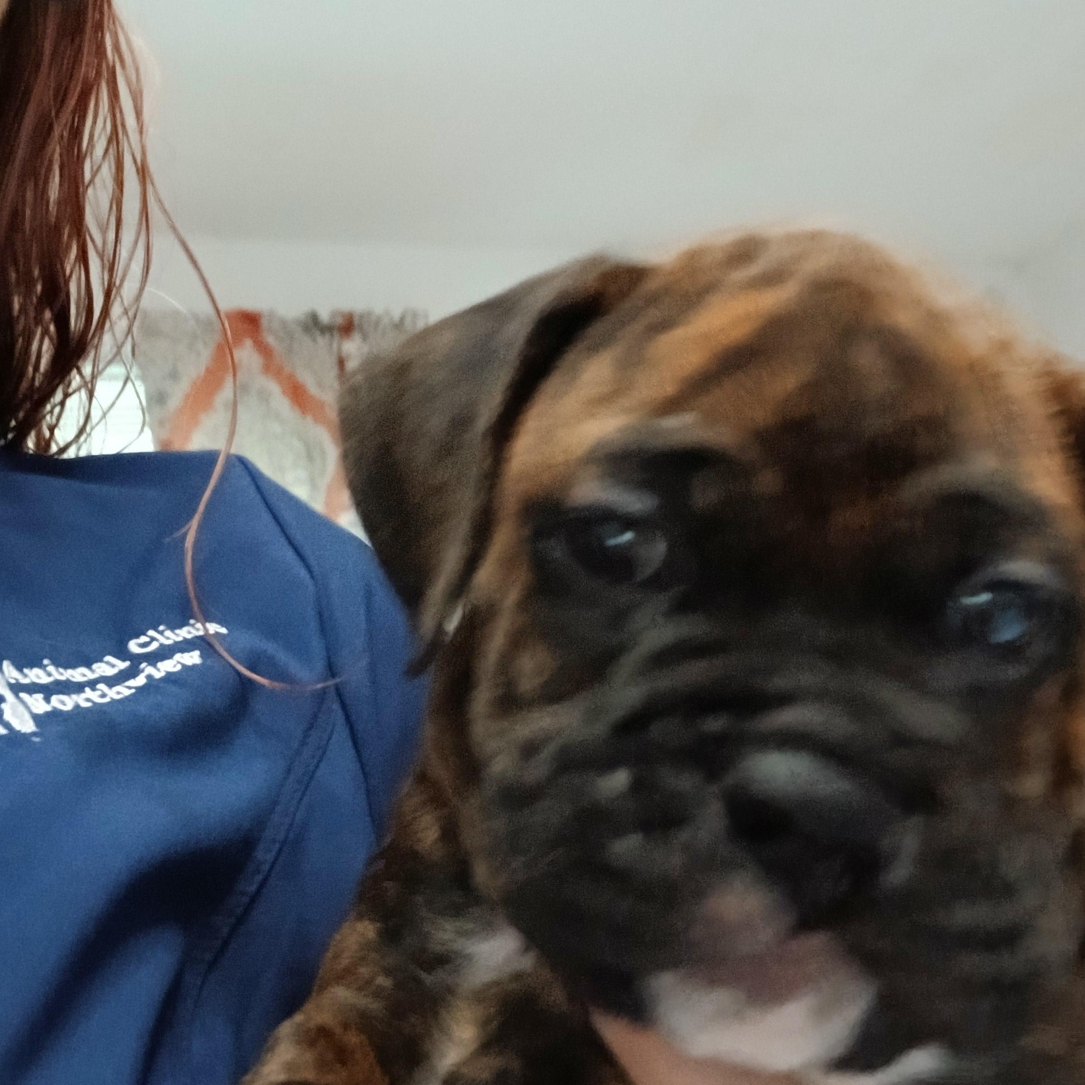 Enlarge Marlin, a Adoptable Boxer in Elyria, OH image 4/4