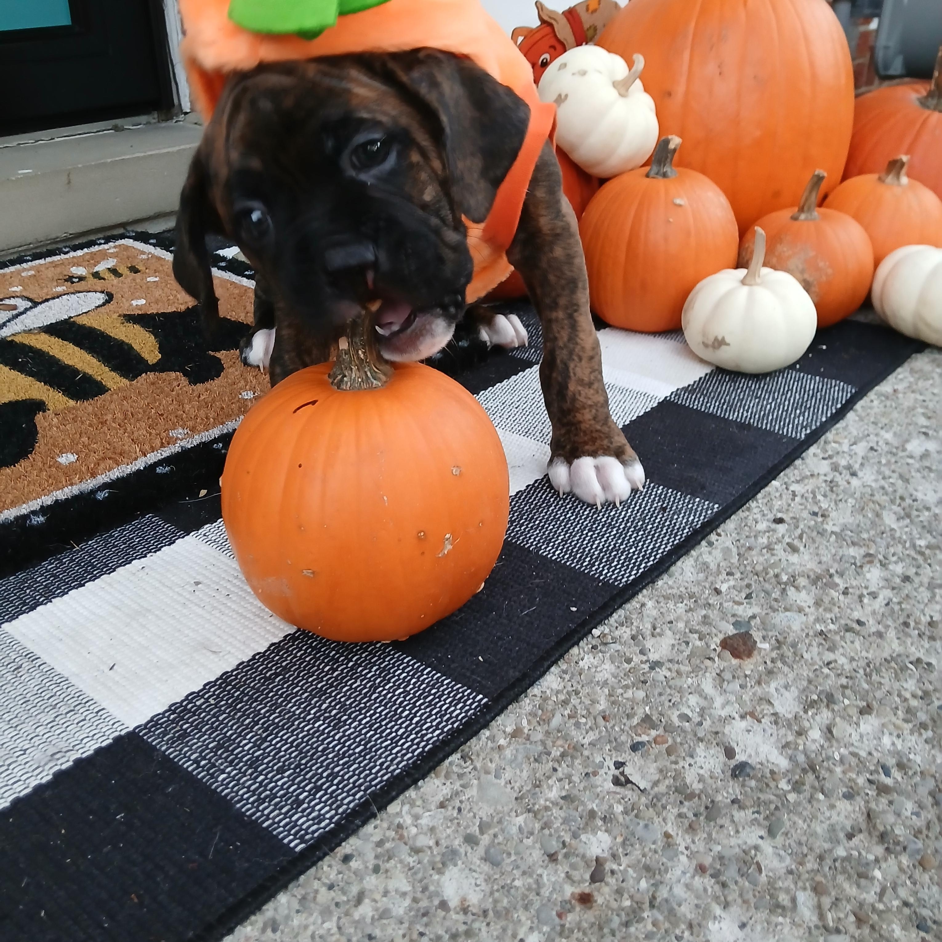 Enlarge Marlin, a Adoptable Boxer in Elyria, OH image 2/4