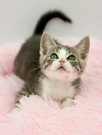 Dill Weed, Adopted, Kitten Male Russian Blue & Tabby.