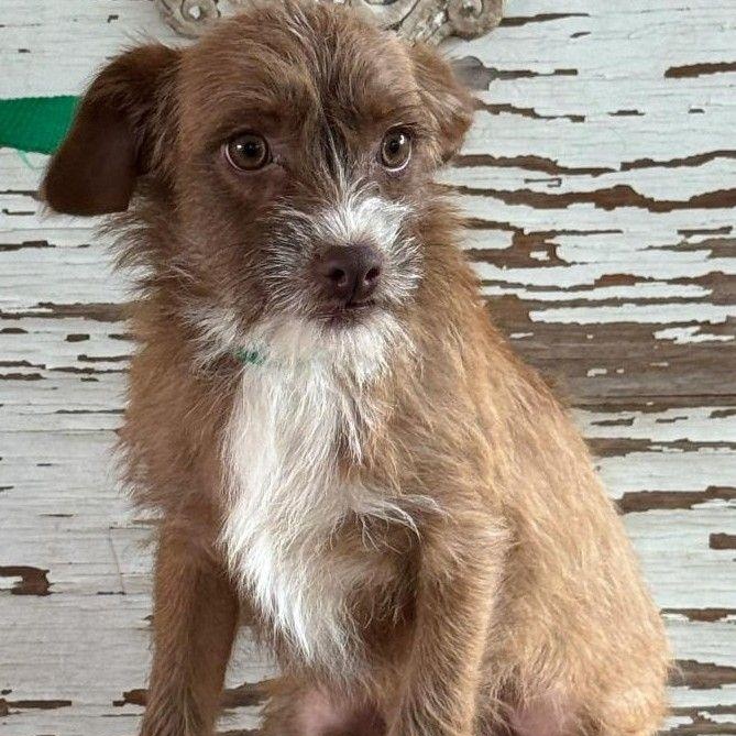Enlarge Red, a ADOPTABLE mixed breed in Carrollton, TX image 1/1