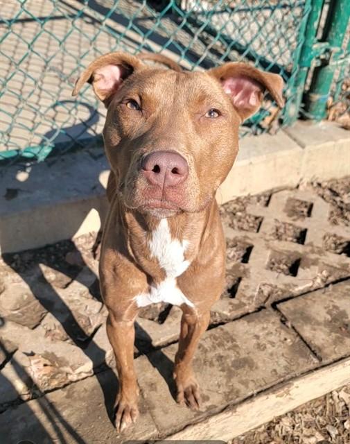 SASHA, Adoptable, Young Female Pit Bull Terrier & Mixed Breed.