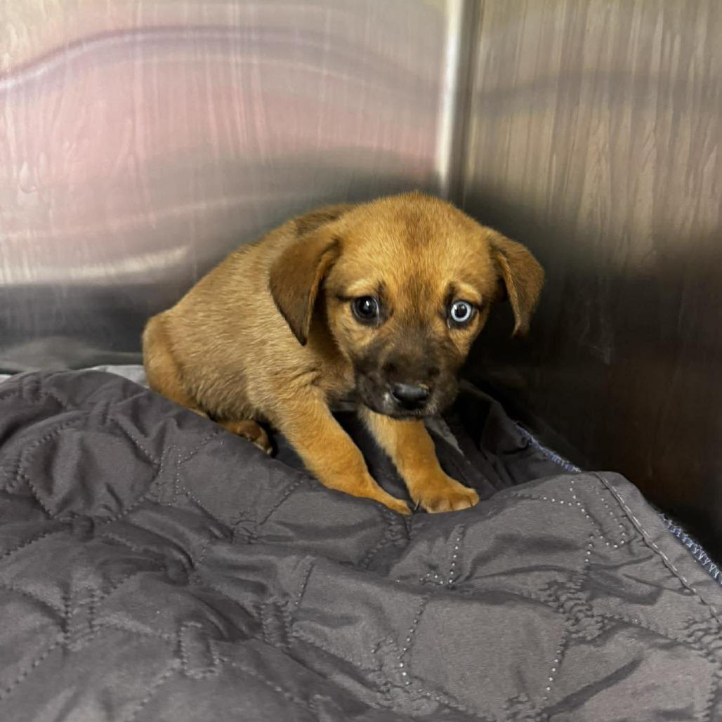 Tansy 26-04-062, Adoptable, Puppy Female Mixed Breed.