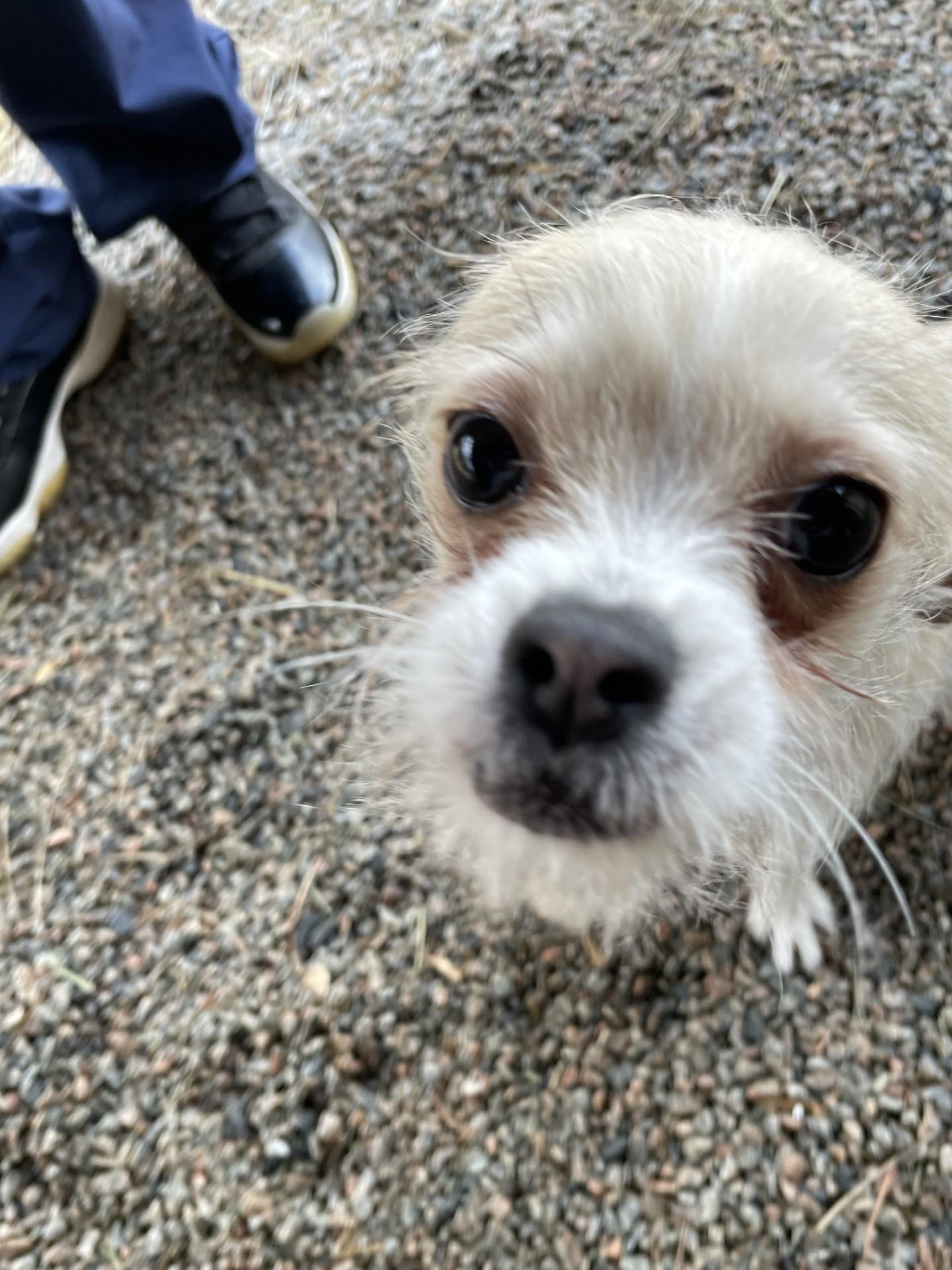 Mackie121100B, ADOPTABLE, Adult Male Brussels Griffon.