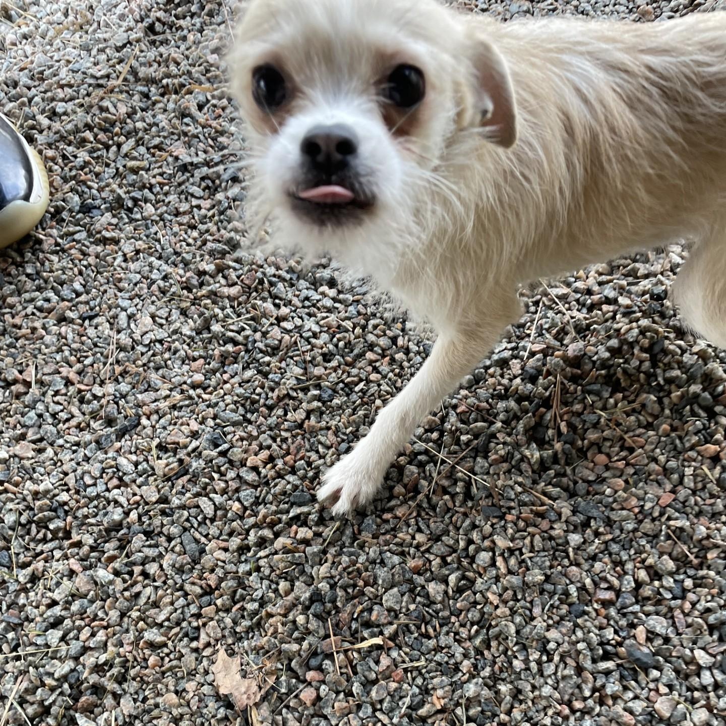 Enlarge Mackie121100B, a ADOPTABLE mixed breed in Rocky Mount, NC image 2/2