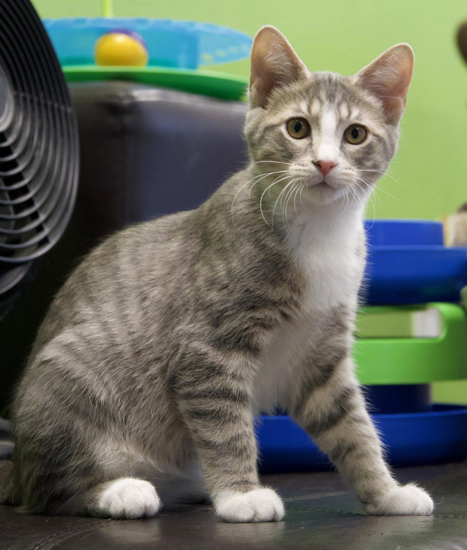 Casey and Quewy, Adoptable, Kitten Male Domestic Short Hair.