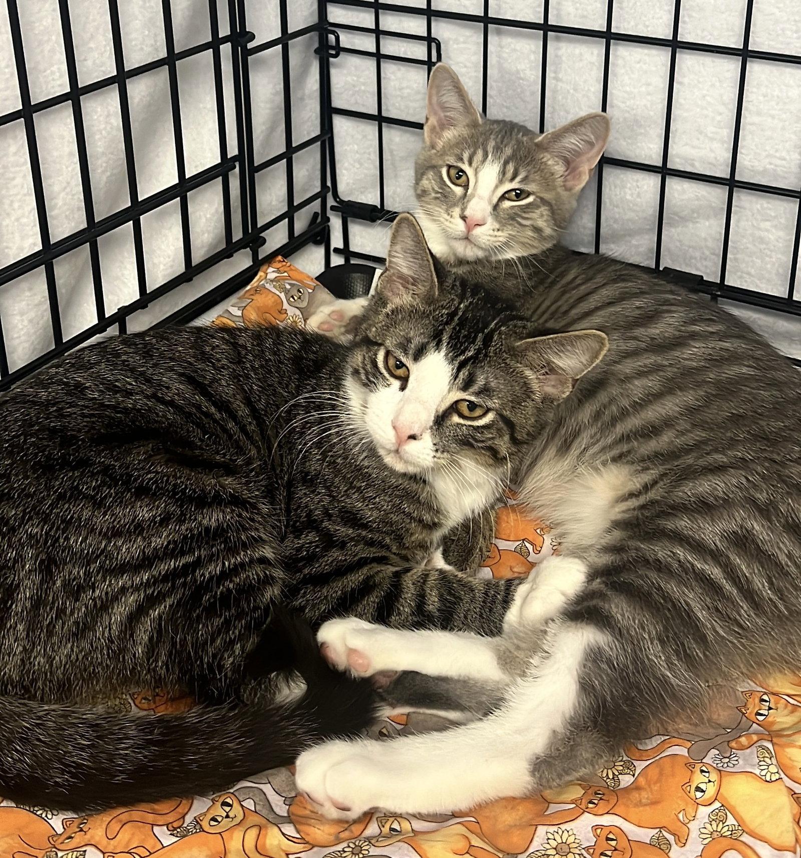 Casey and Quewy, a Adoptable Domestic Short Hair in Shawnee, KS image 2/3