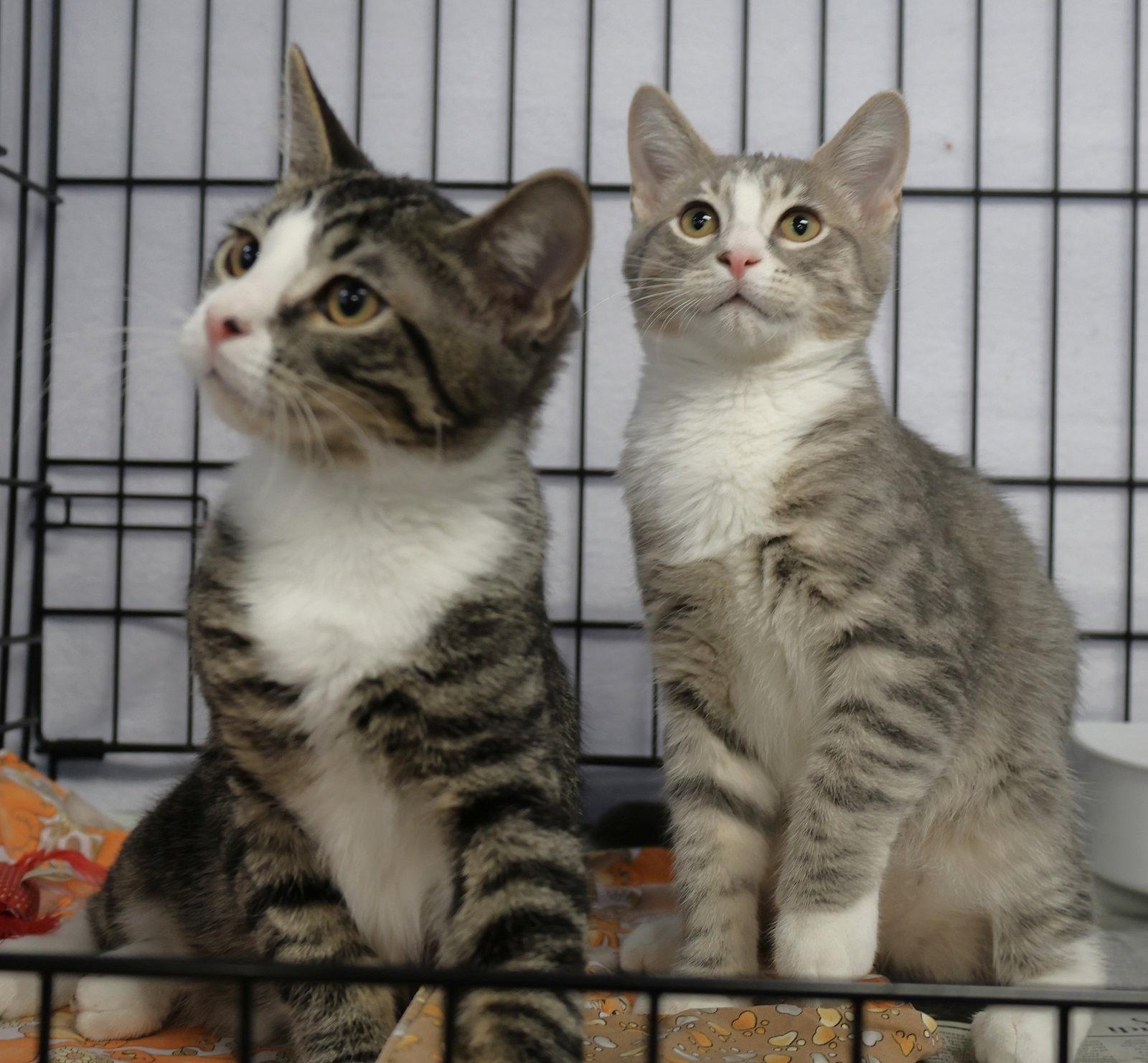 Casey and Quewy, a Adoptable Domestic Short Hair in Shawnee, KS image 3/3