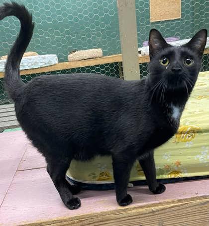 Russ, Adoptable, Young Male Domestic Short Hair & Domestic Short Hair.