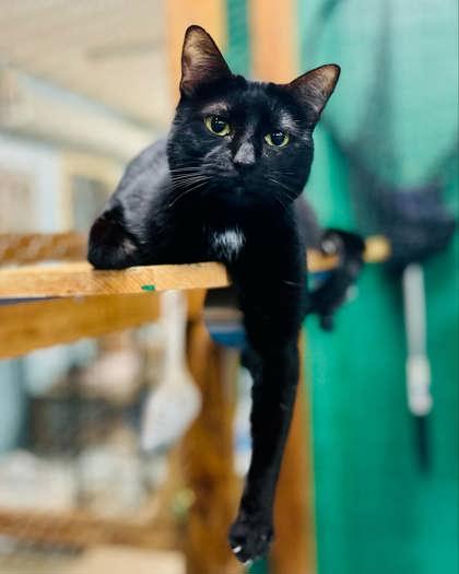 Russ, a Adoptable Domestic Short Hair in River Ridge, LA image 3/4