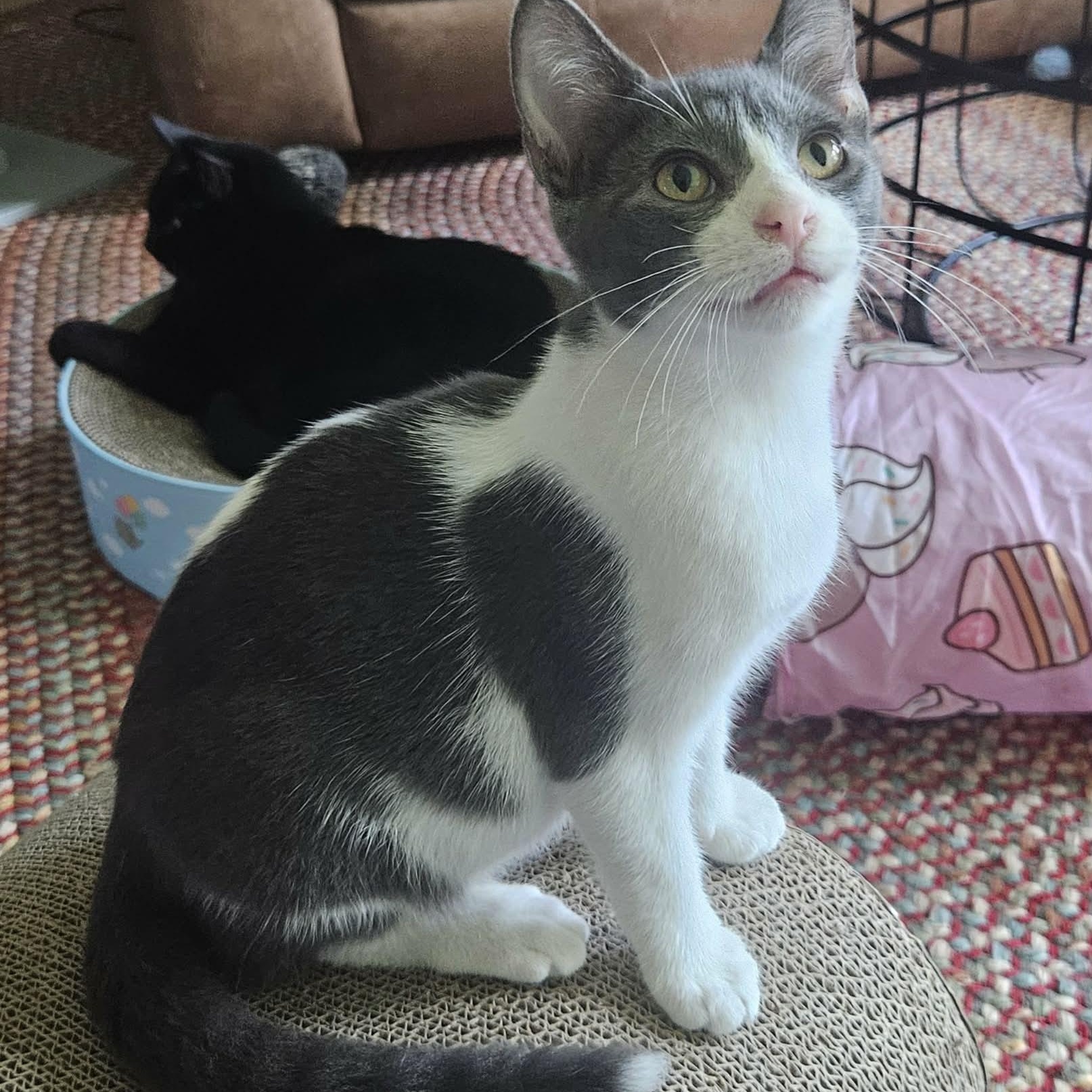 Enlarge Tate, a Adoptable Domestic Short Hair in Rochester, NY image 3/4