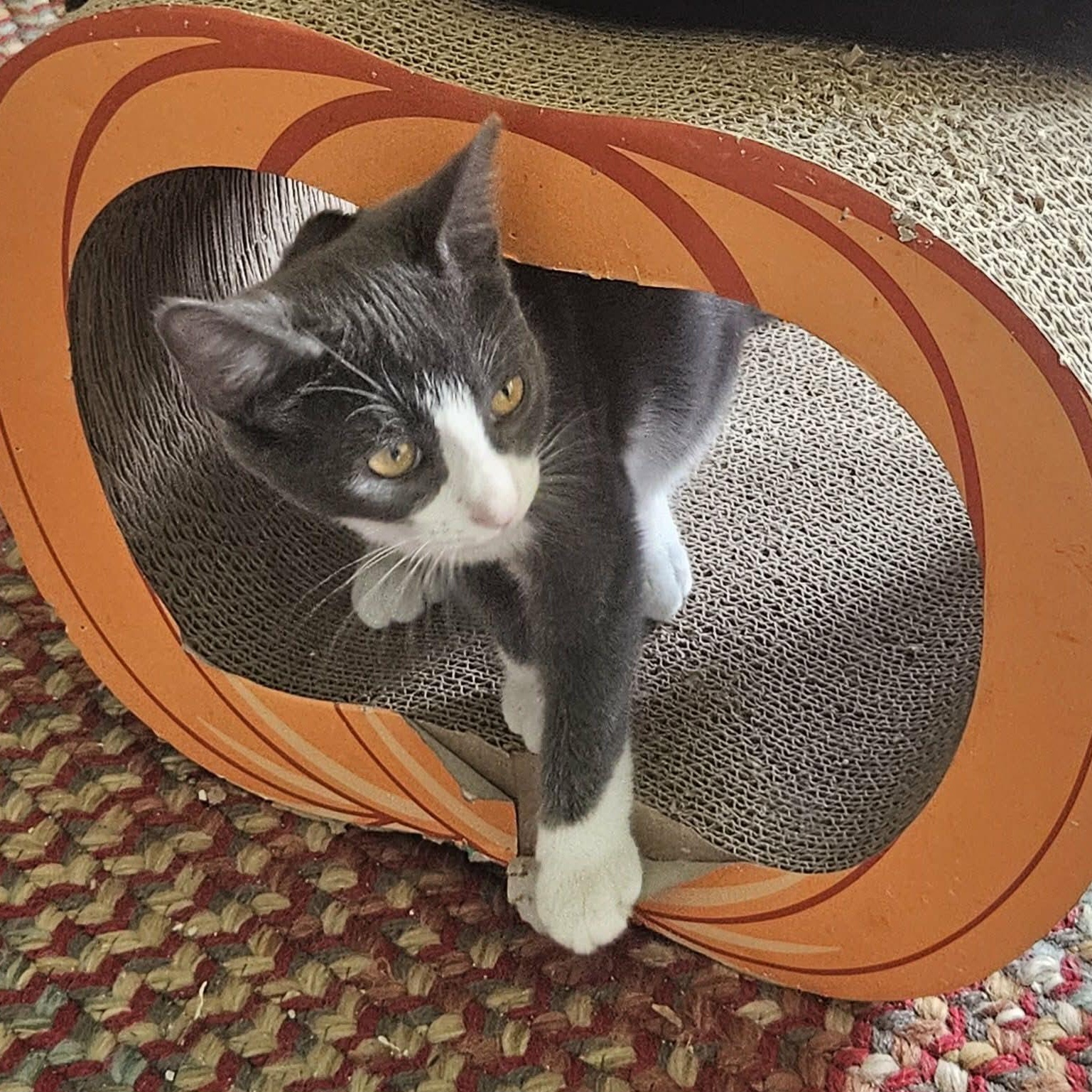 Enlarge Tate, a Adoptable Domestic Short Hair in Rochester, NY image 2/4