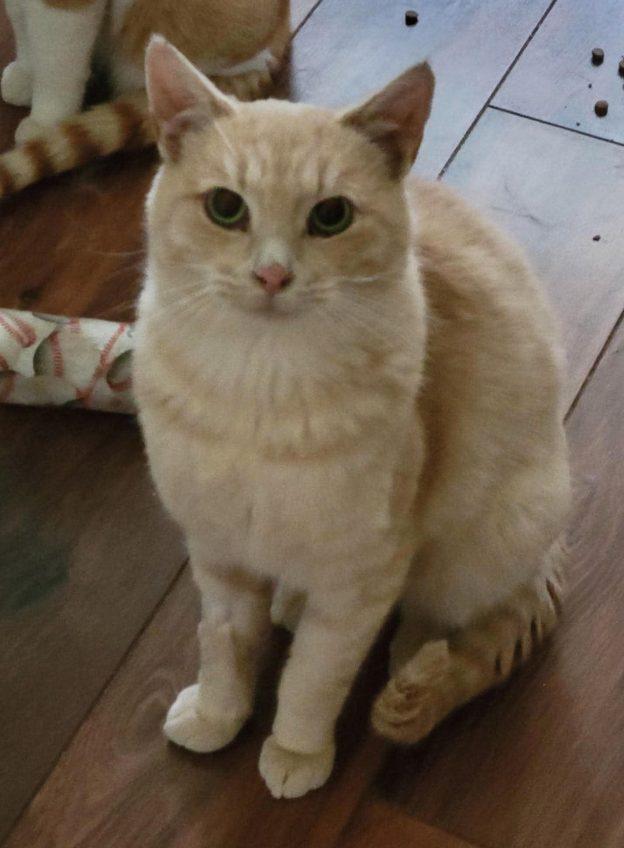 Murphy, ADOPTABLE, Young Male Domestic Short Hair.