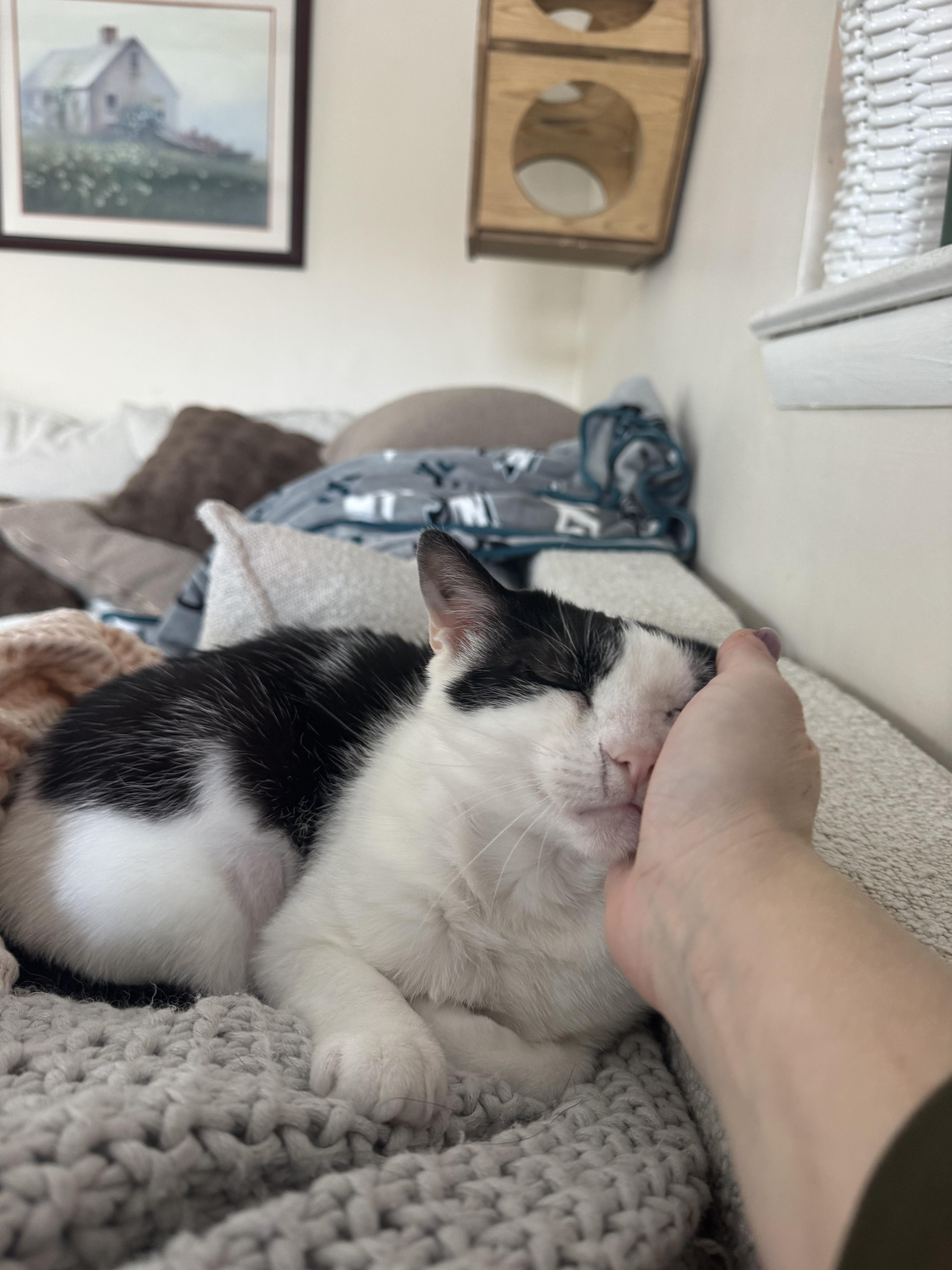 Enlarge Gourdo, a ADOPTABLE Domestic Short Hair in West Berlin, NJ image 4/6