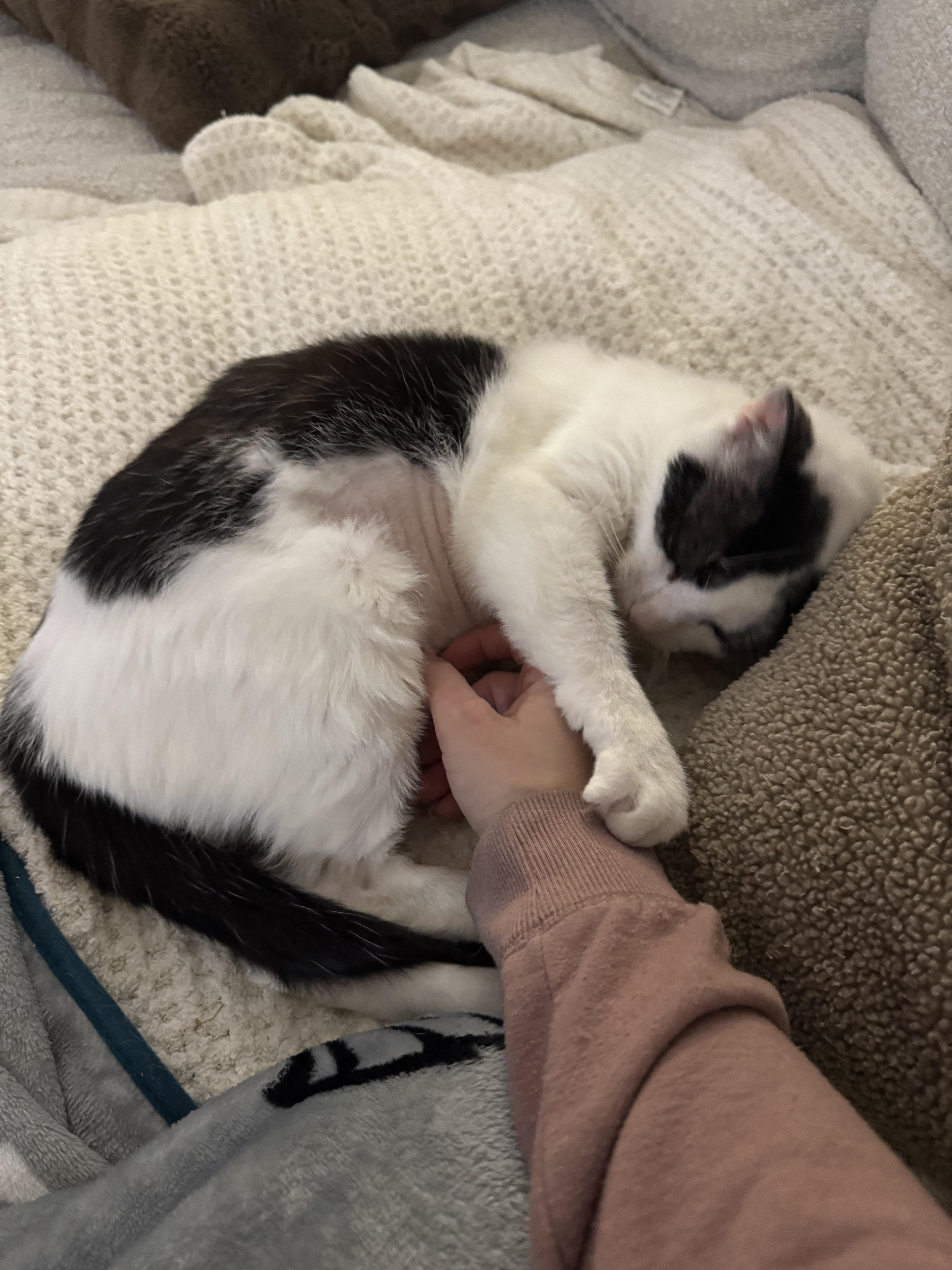 Enlarge Gourdo, a ADOPTABLE Domestic Short Hair in West Berlin, NJ image 3/6