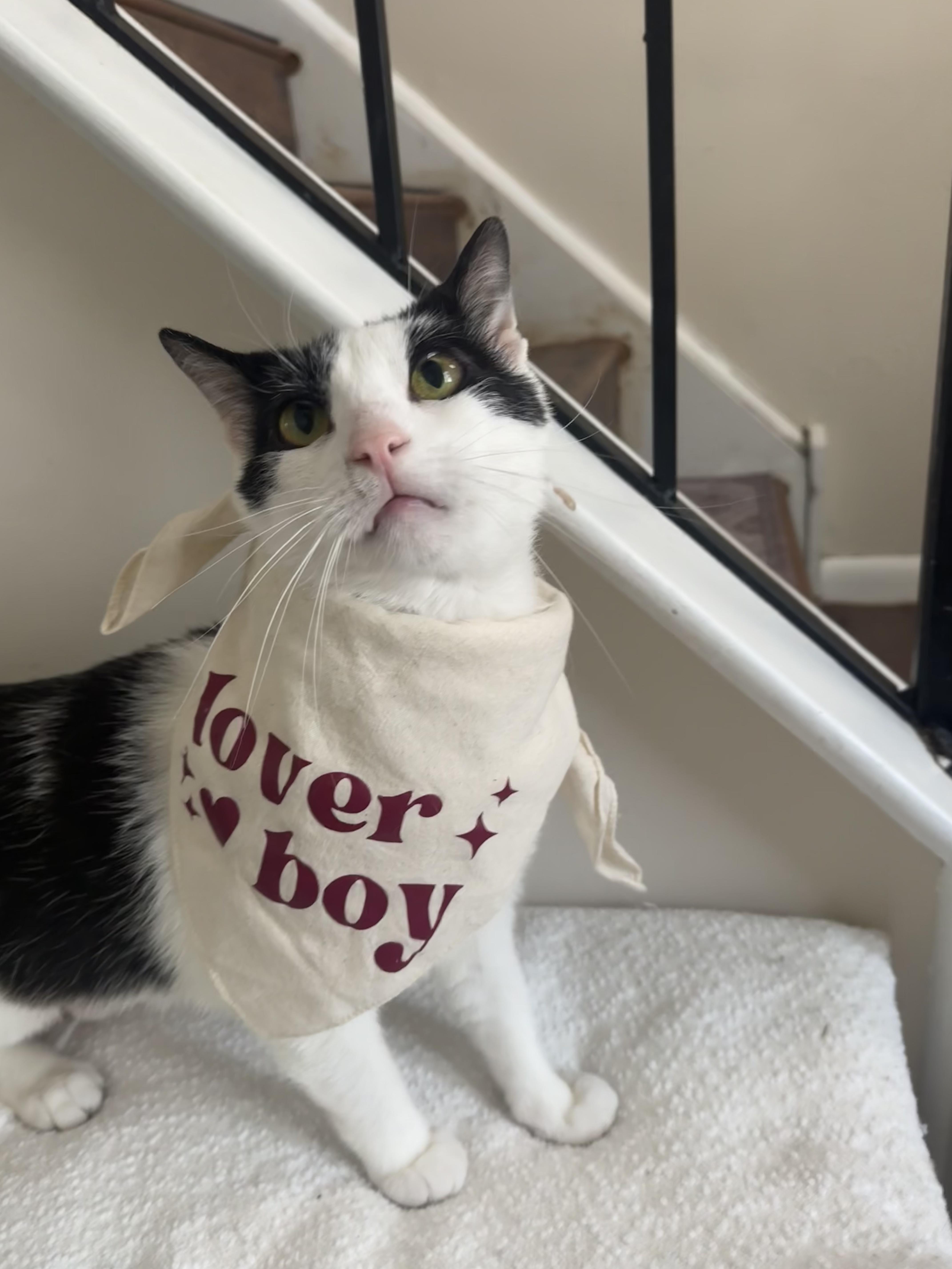 Gourdo, ADOPTABLE, Adult Male Domestic Short Hair.