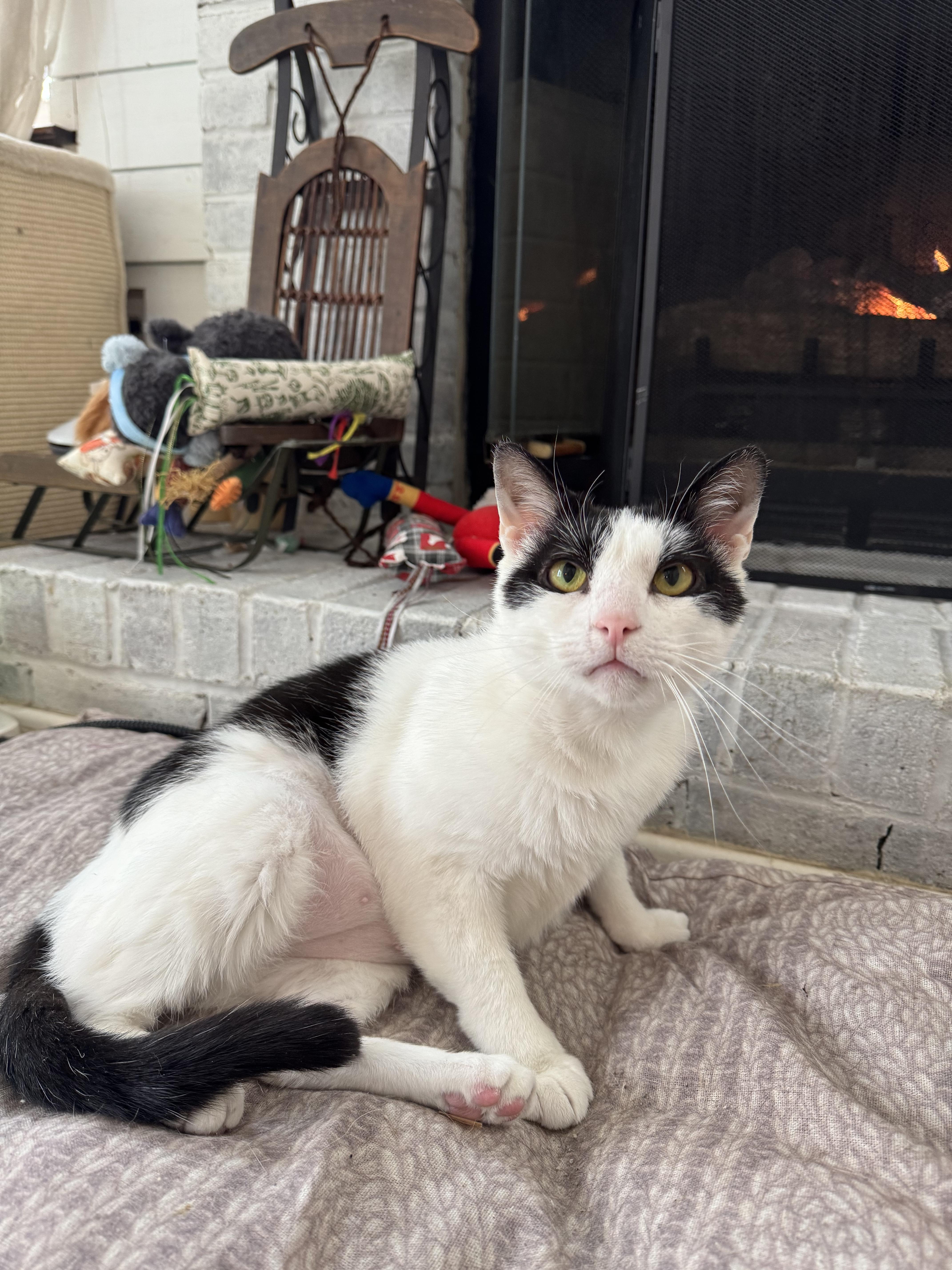Enlarge Gourdo, a ADOPTABLE Domestic Short Hair in West Berlin, NJ image 5/6
