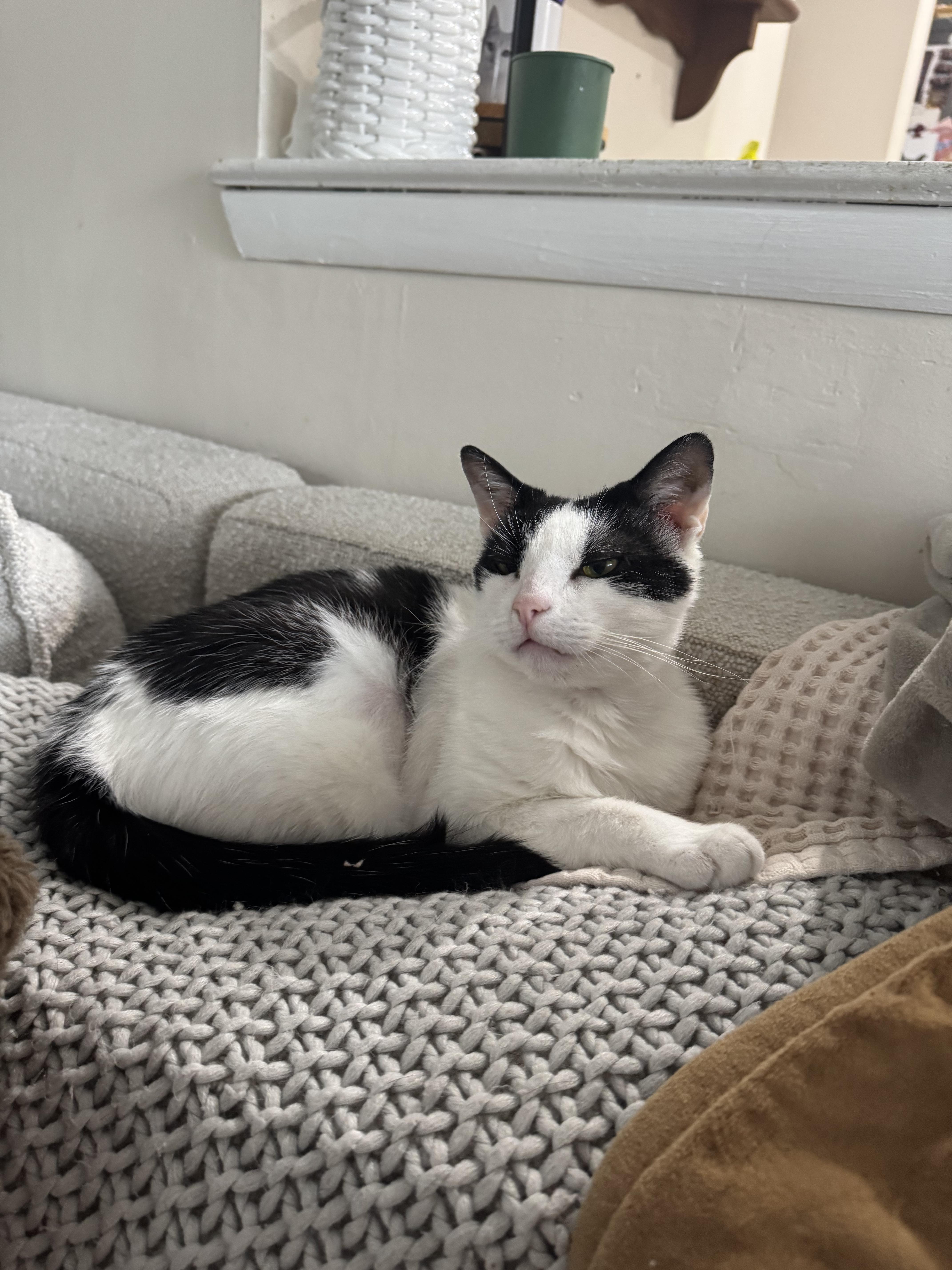 Enlarge Gourdo, a ADOPTABLE Domestic Short Hair in West Berlin, NJ image 2/6