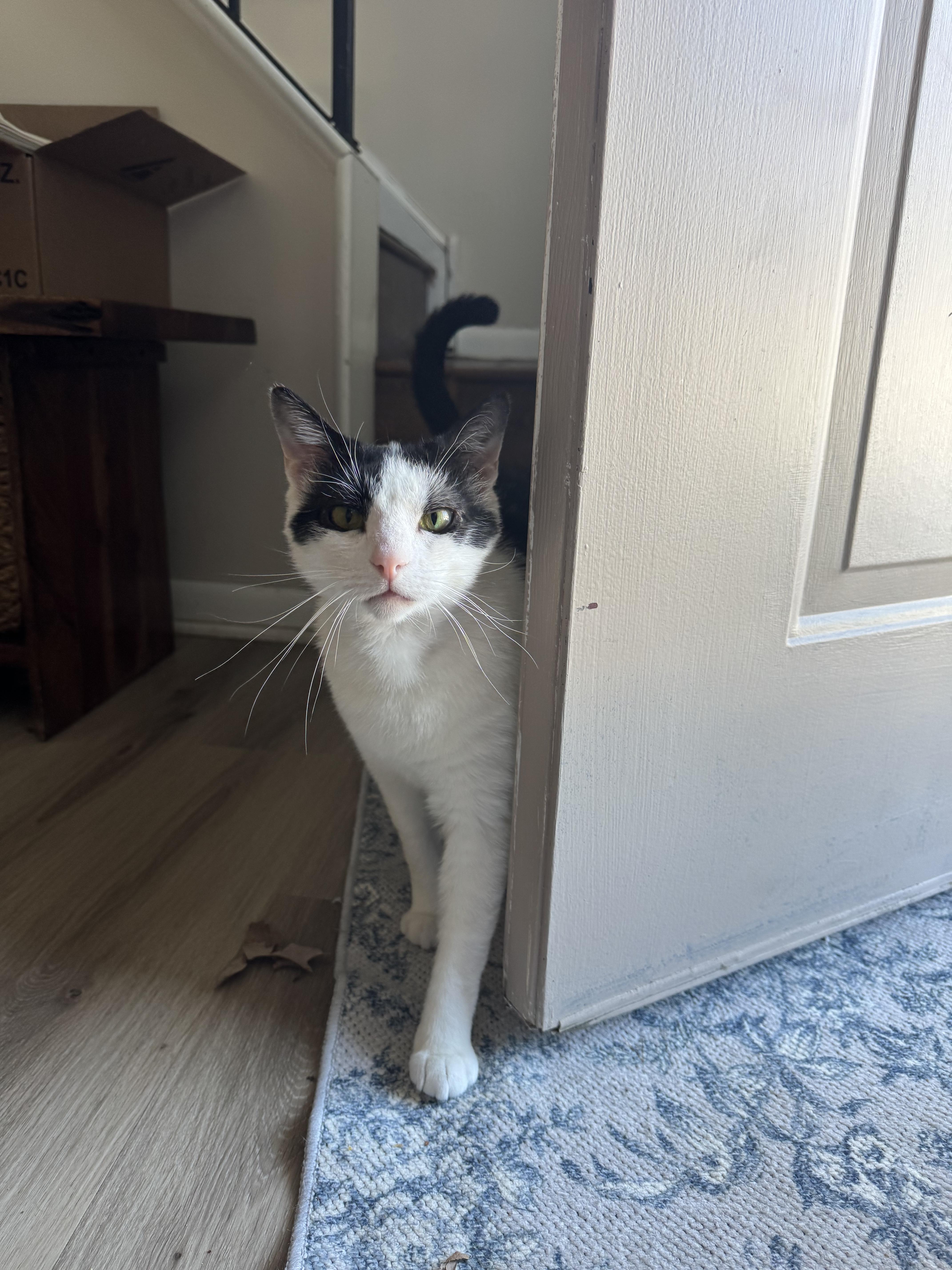 Enlarge Gourdo, a ADOPTABLE Domestic Short Hair in West Berlin, NJ image 6/6