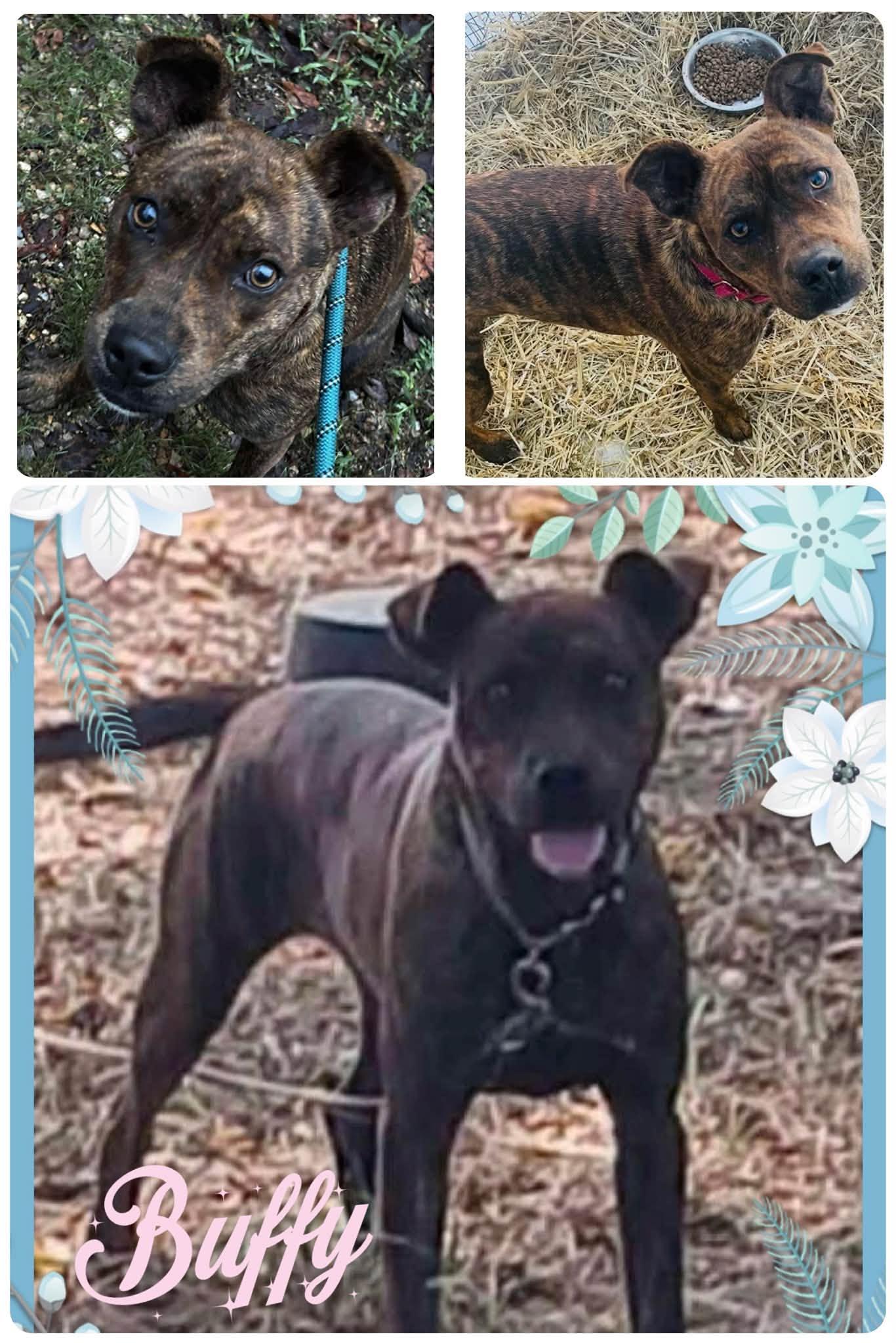 Buffy, ADOPTABLE, Young Female Pit Bull Terrier.