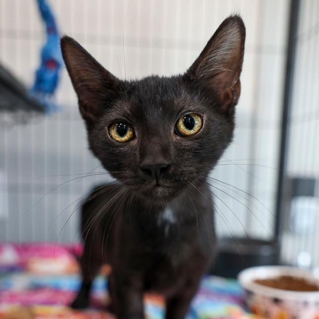 Enlarge Cartoon Network, a Adoptable Domestic Short Hair in Bradenton, FL image 1/1