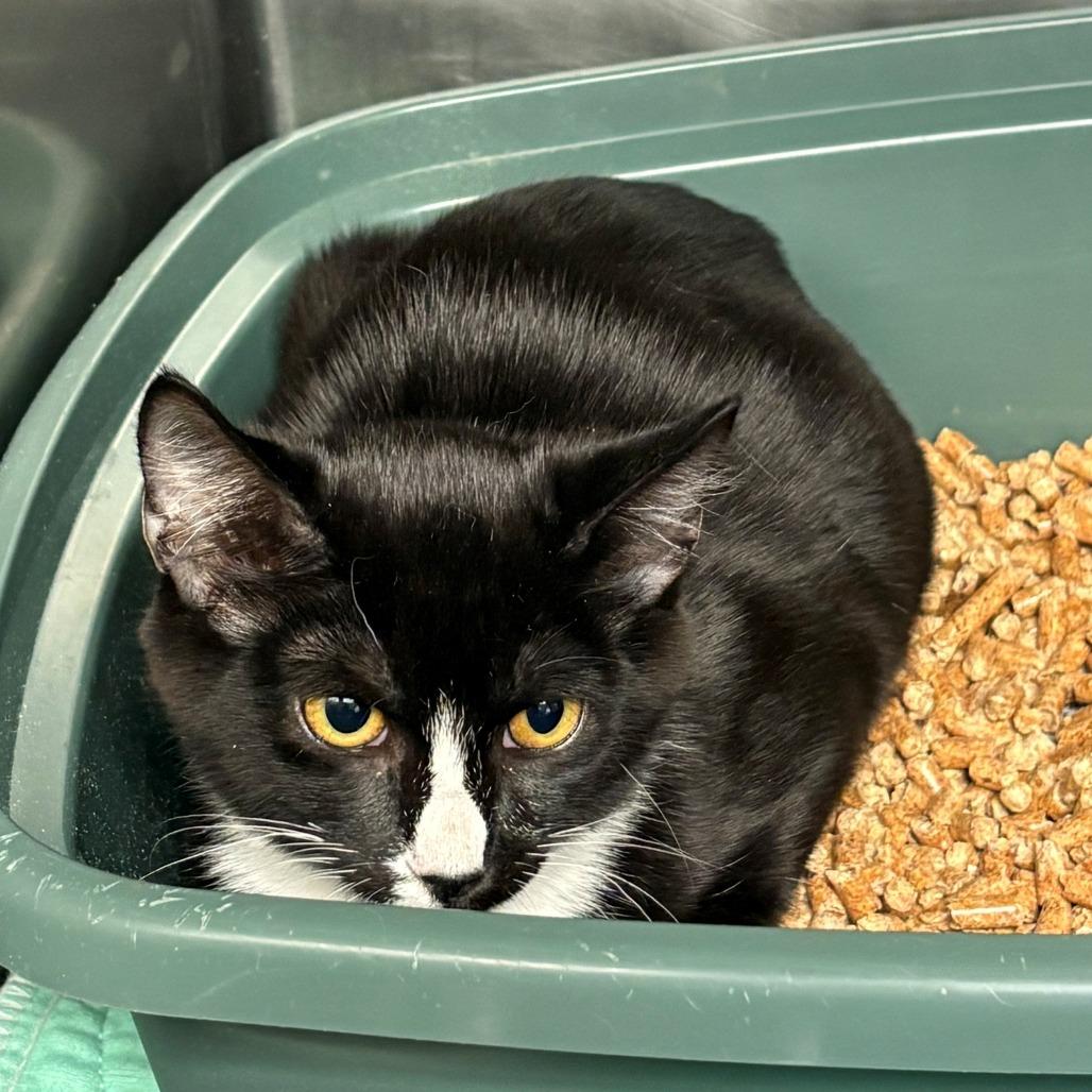Enlarge Chloe, a Adoptable Domestic Short Hair in Chehalis, WA image 1/1