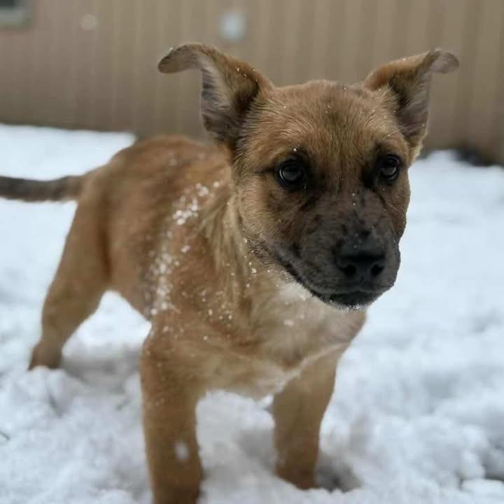 Red, a Adoptable Cattle Dog in Salem, WV image 1/2