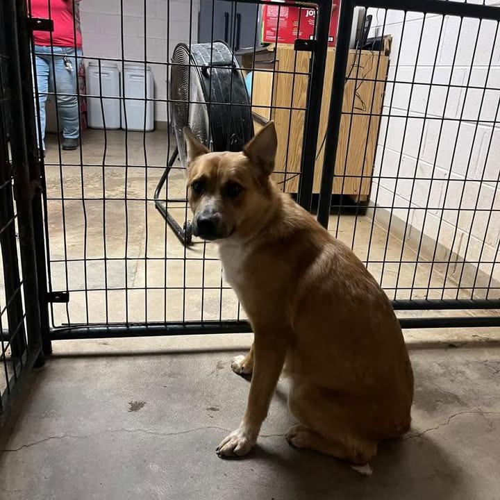 Red, Adoptable, Young Male Cattle Dog.