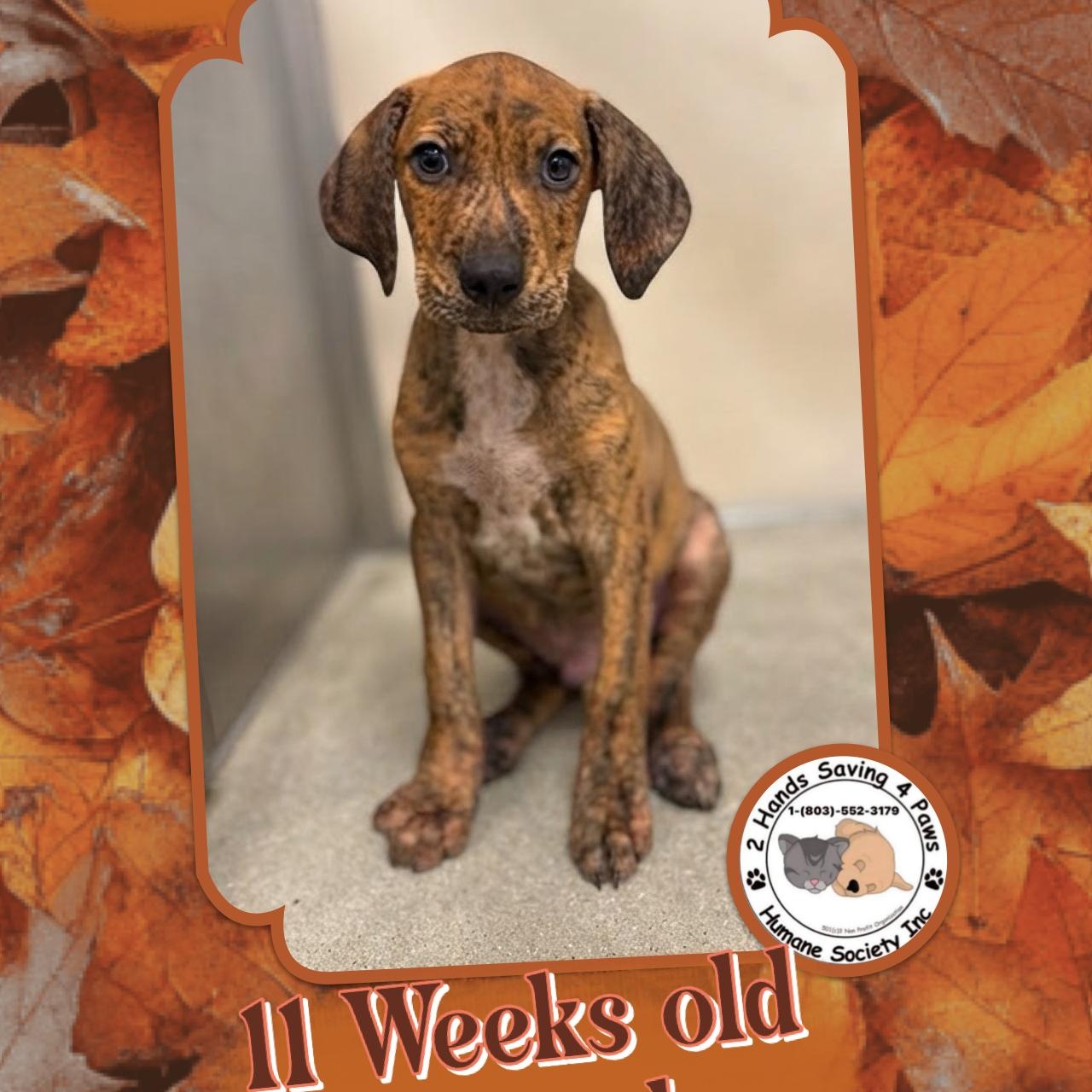 Umber, Adoptable, Puppy Male Hound.
