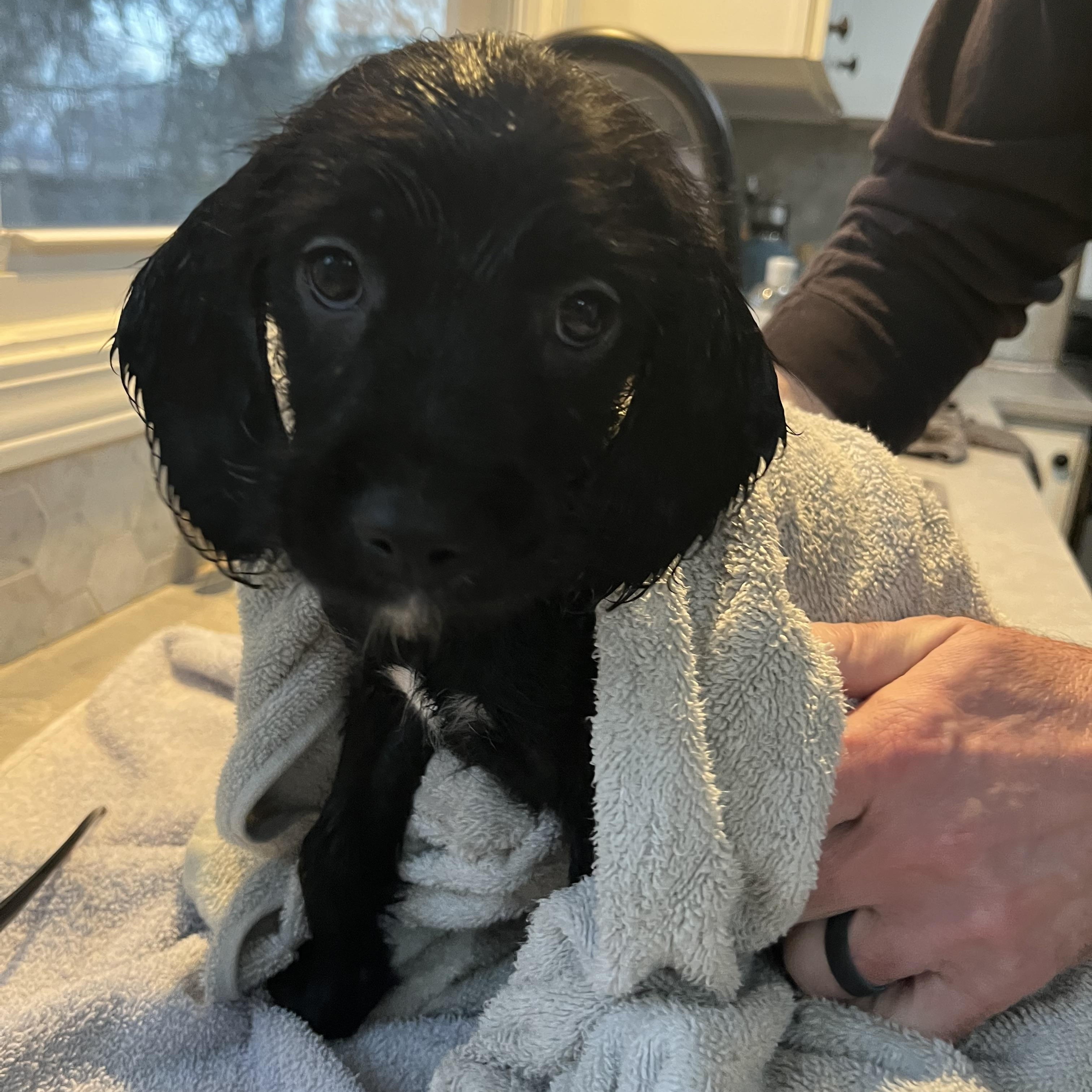 Enlarge Berlin, a ADOPTABLE mixed breed in Byron, IL image 3/6