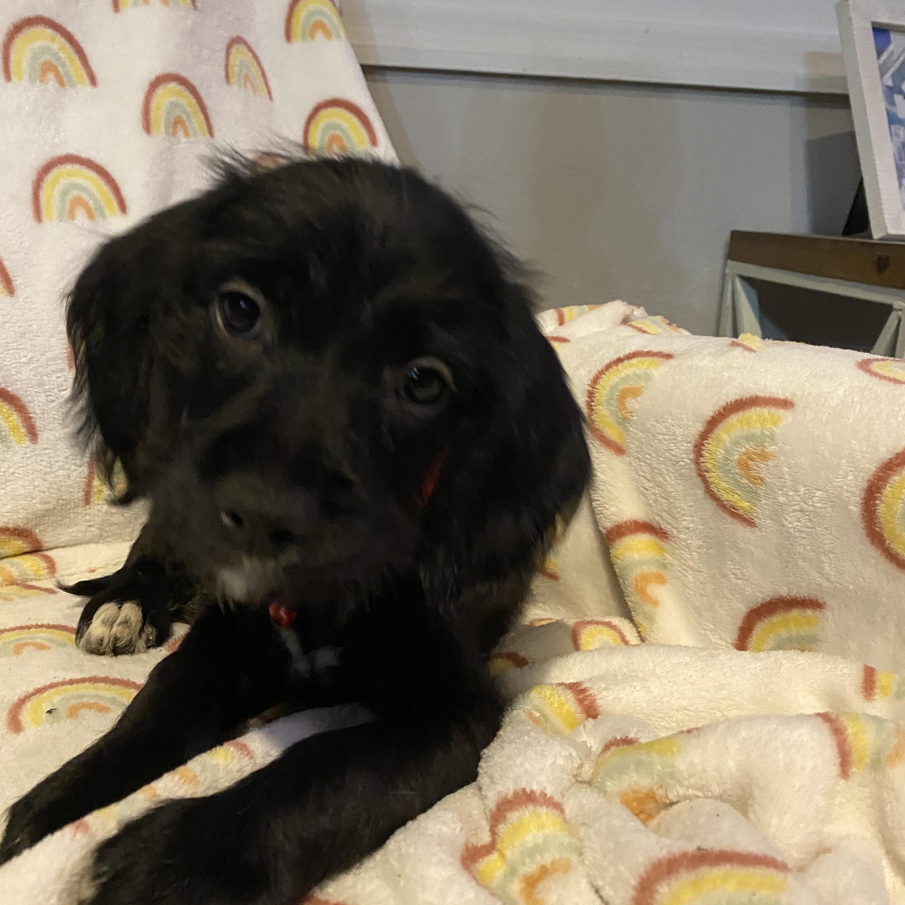 Enlarge Berlin, a ADOPTABLE mixed breed in Byron, IL image 2/6