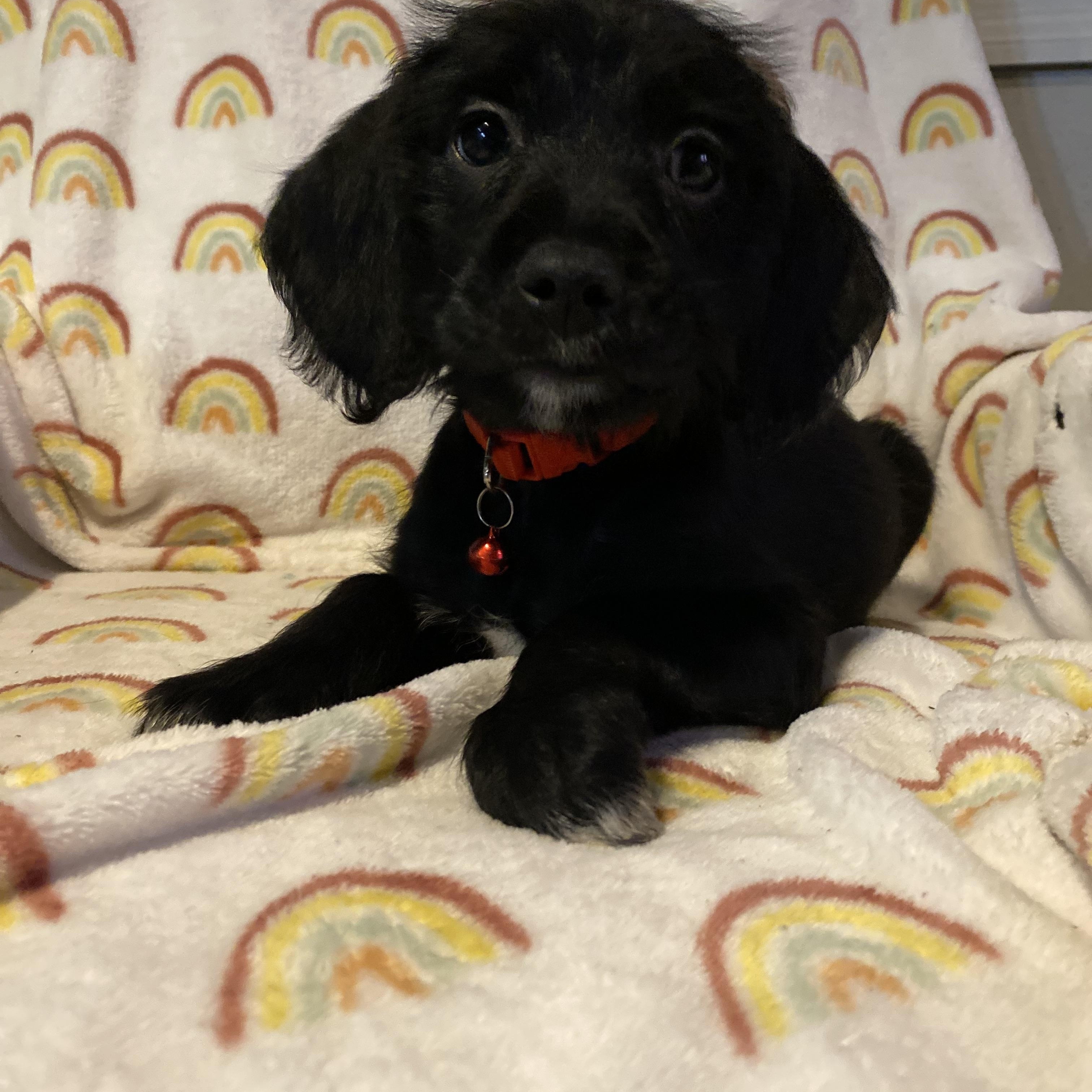 Enlarge Berlin, a ADOPTABLE mixed breed in Byron, IL image 4/6