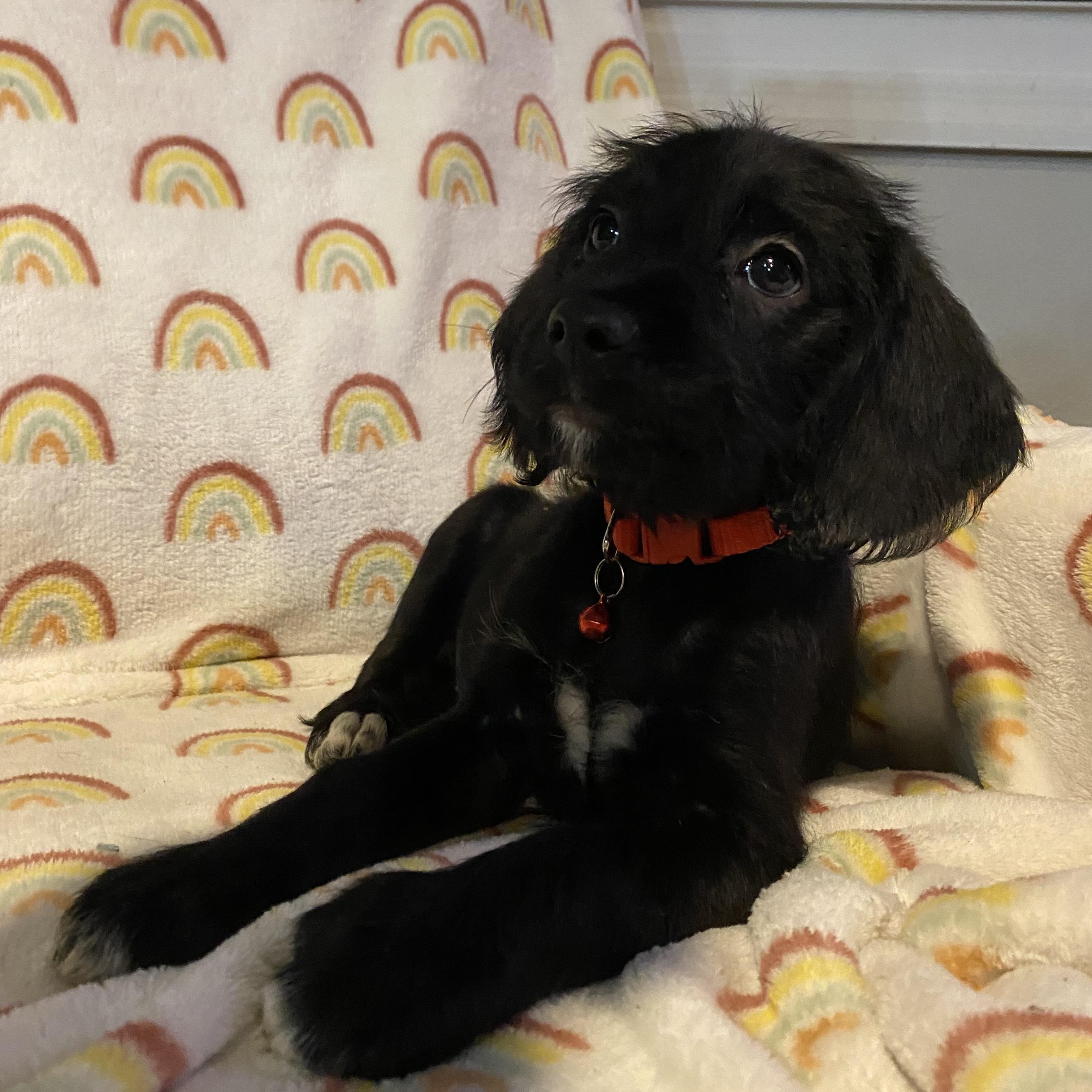 Enlarge Berlin, a ADOPTABLE mixed breed in Byron, IL image 5/6