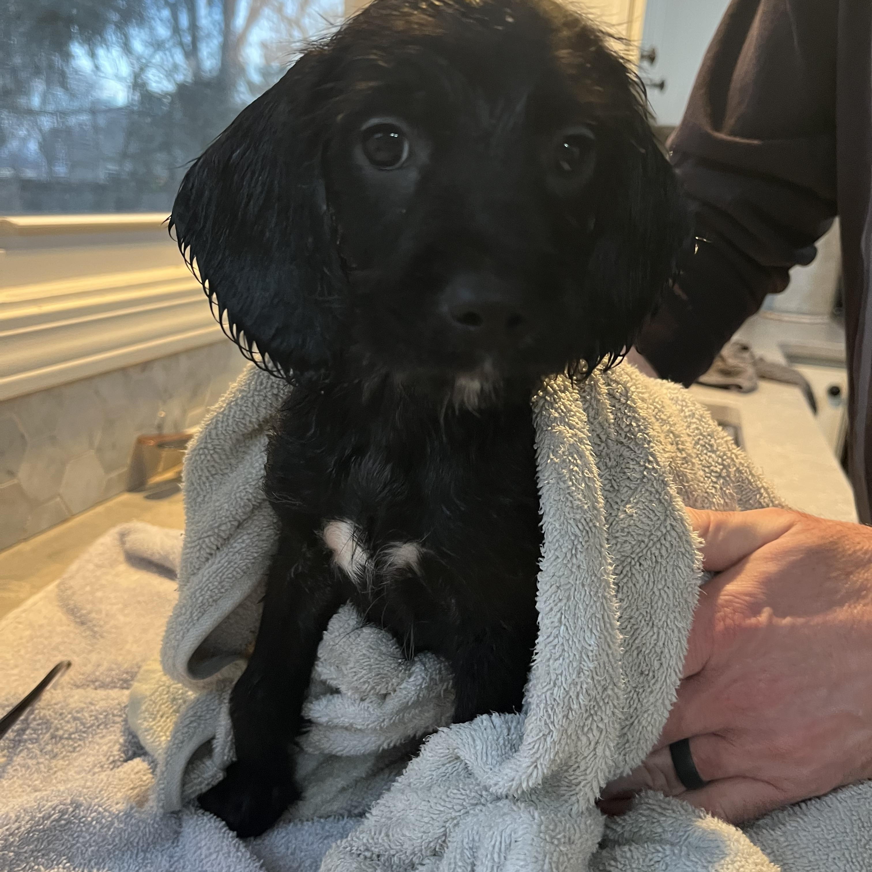 Berlin, ADOPTABLE, Puppy Male Golden Retriever & Beagle.