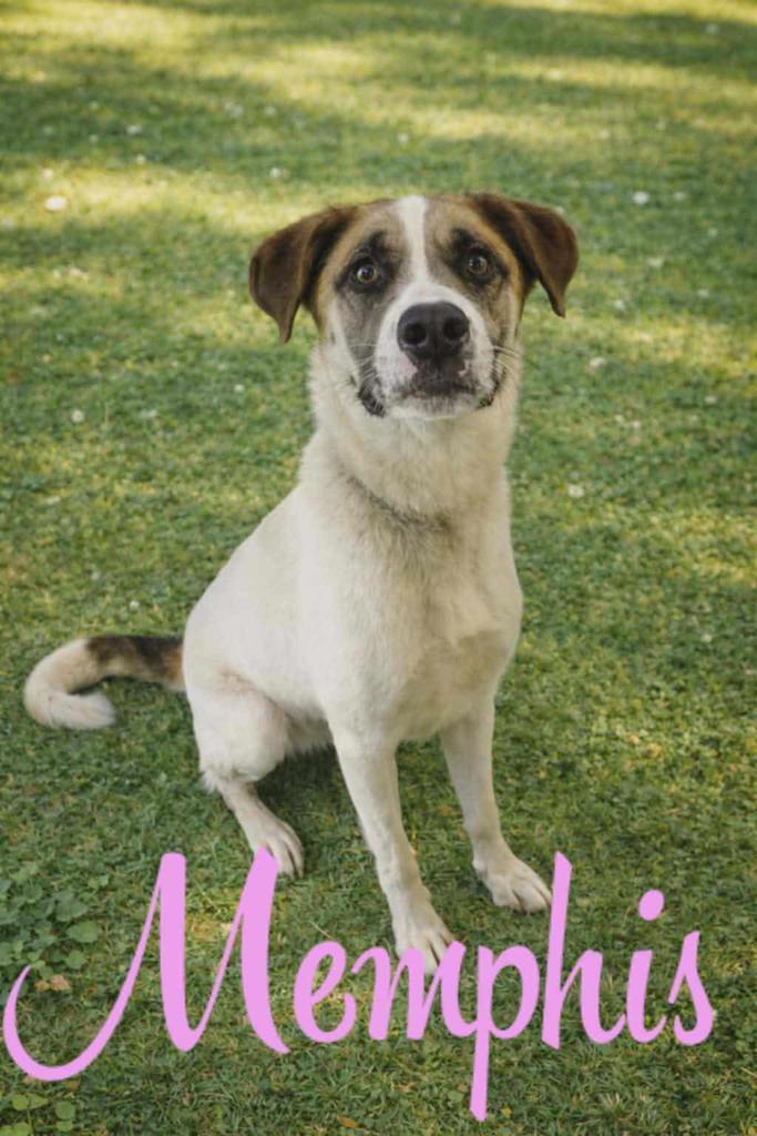 Enlarge Memphis, a Adoptable mixed breed in Livingston, LA image 1/2