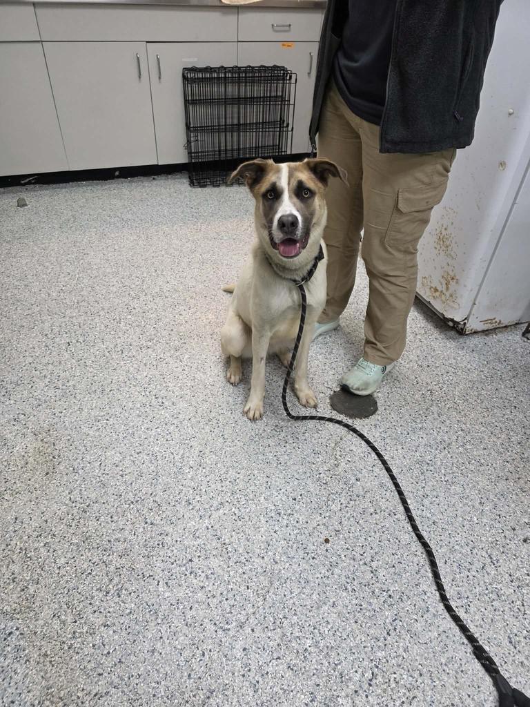 Enlarge Memphis, a Adoptable mixed breed in Livingston, LA image 2/2