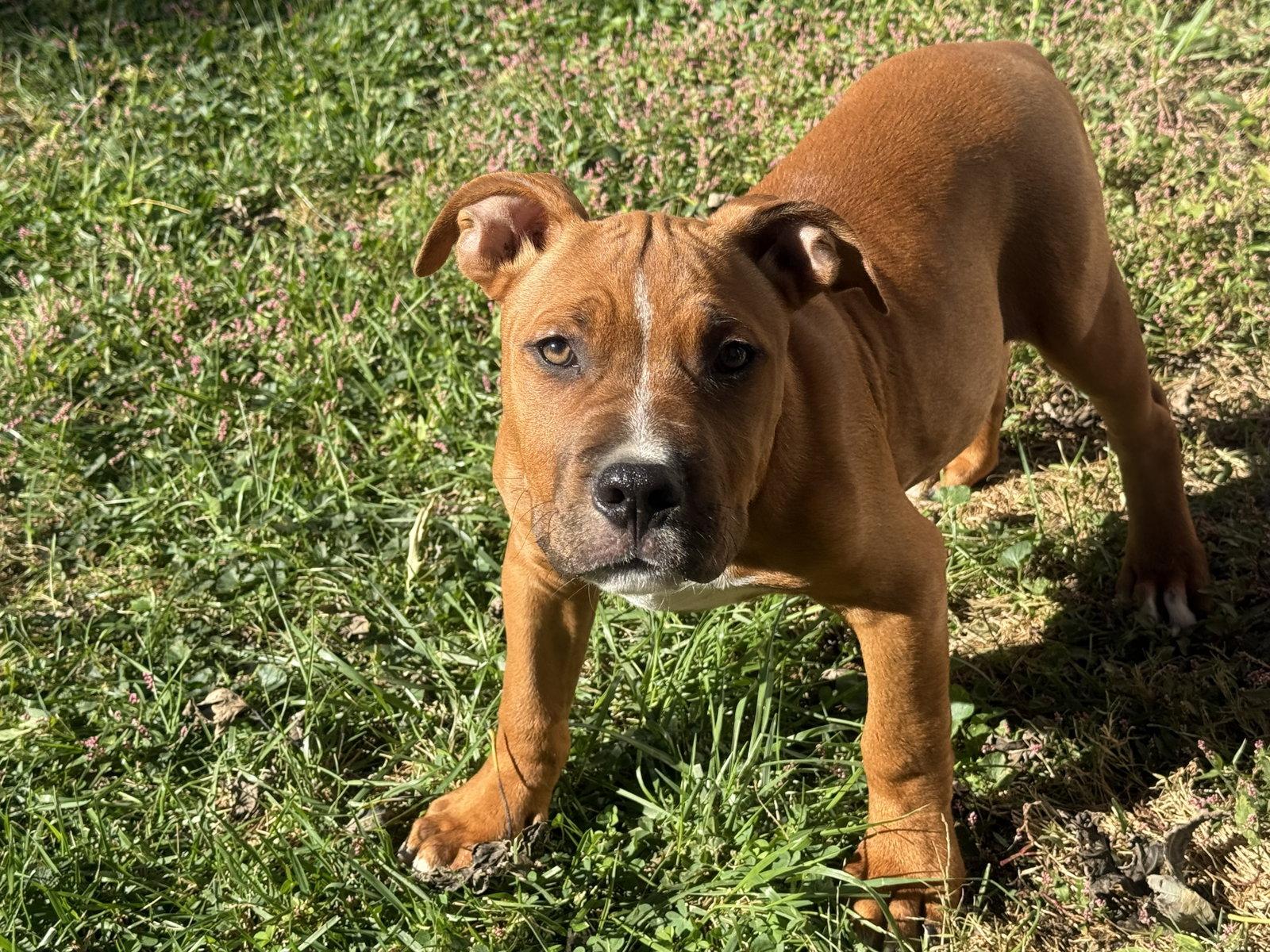 Enlarge Sarge, a Adoptable Pit Bull Terrier in Fenton, MO image 1/2